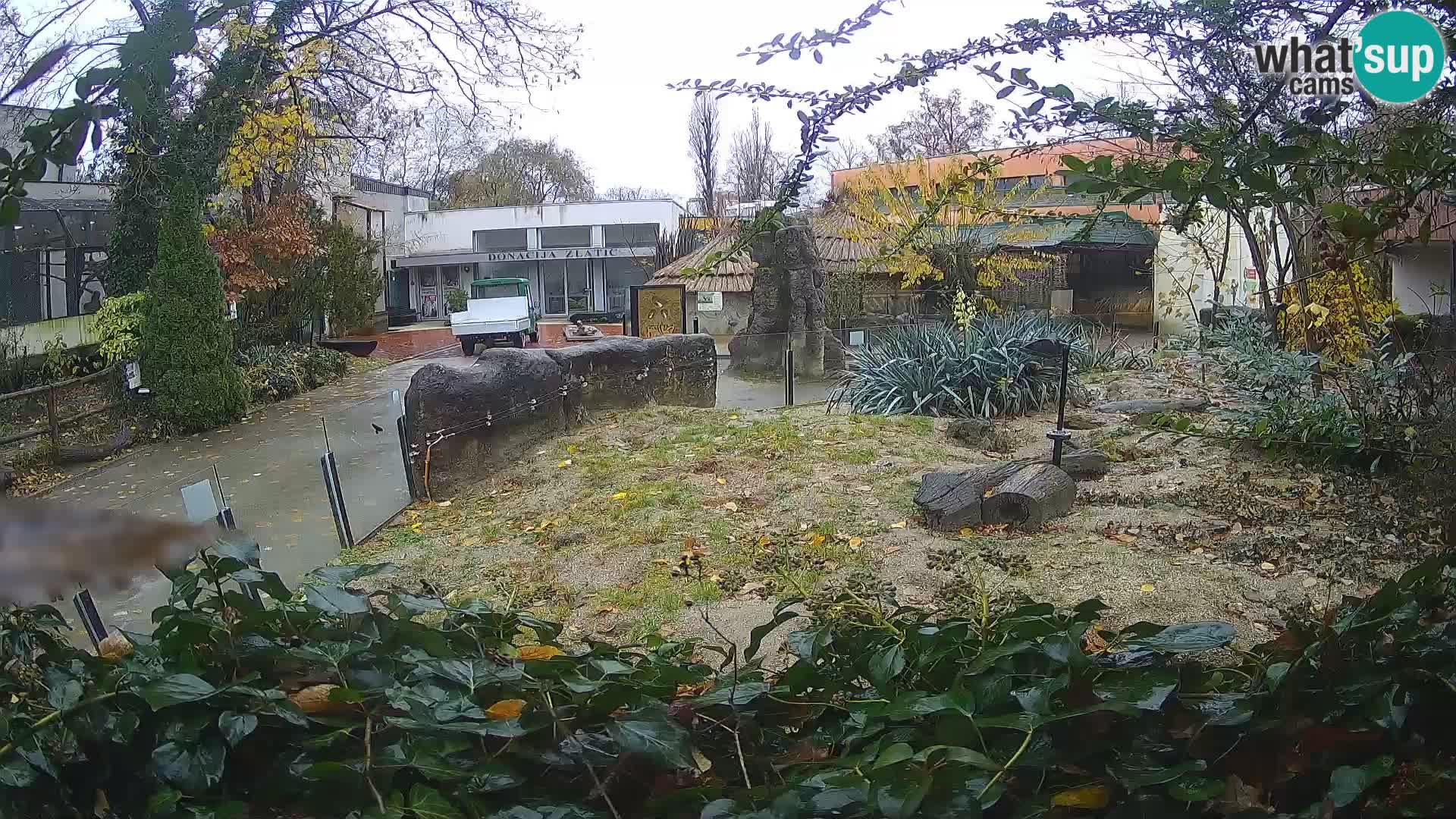 Zoo Zagreb – Surikate