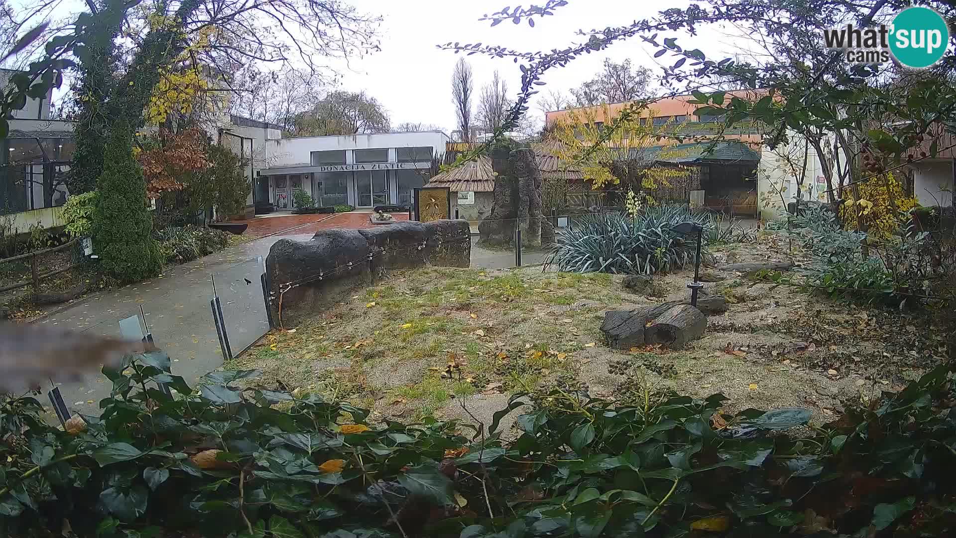 Zoo Zagreb – Surikate