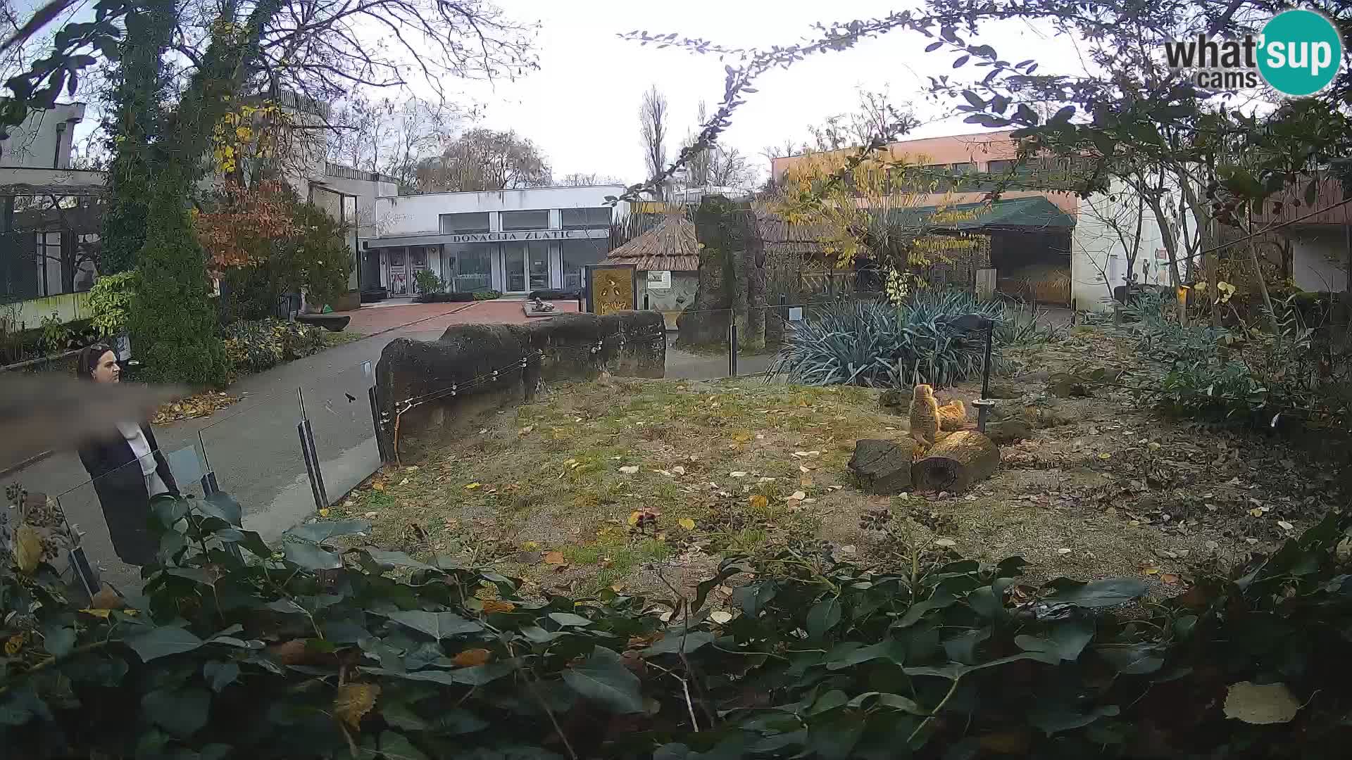 Zoo Zagreb – Suricata