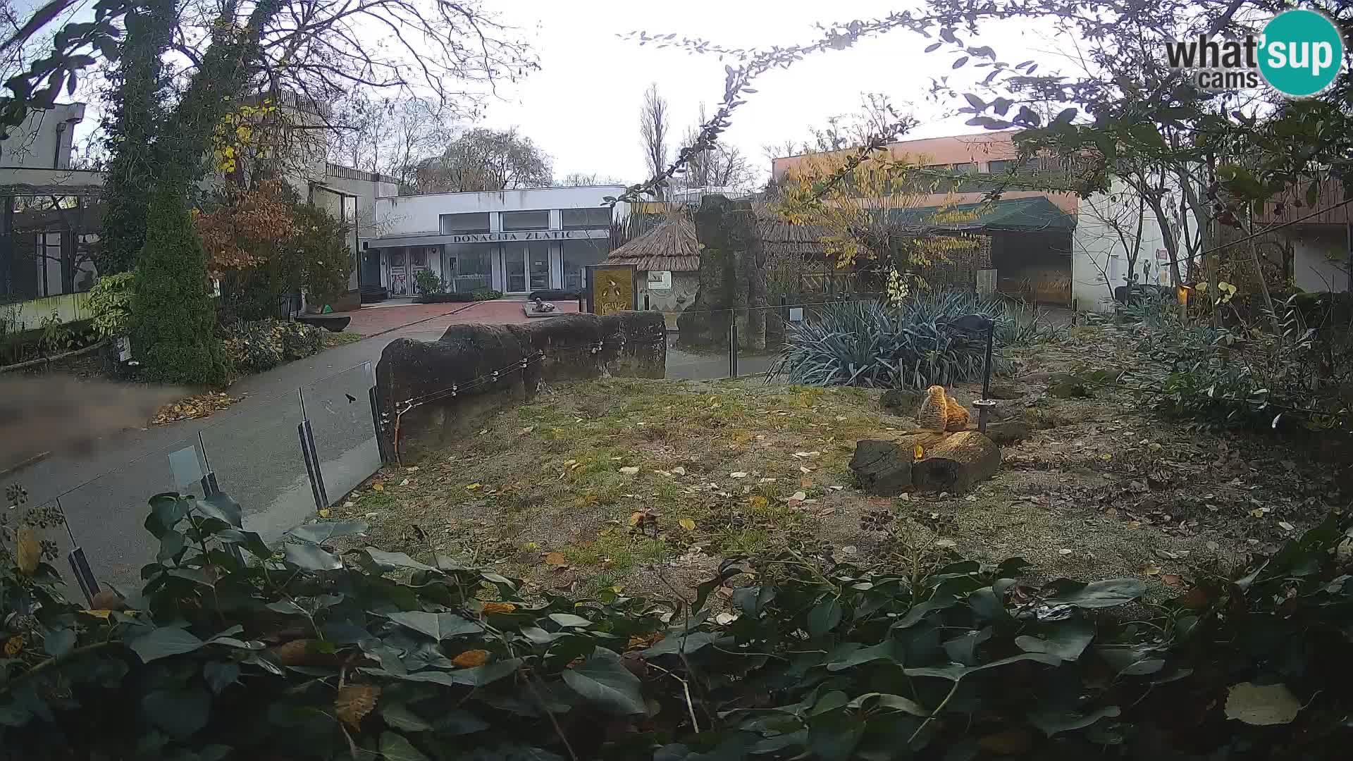 Zoo Zagreb – Erdmännchen