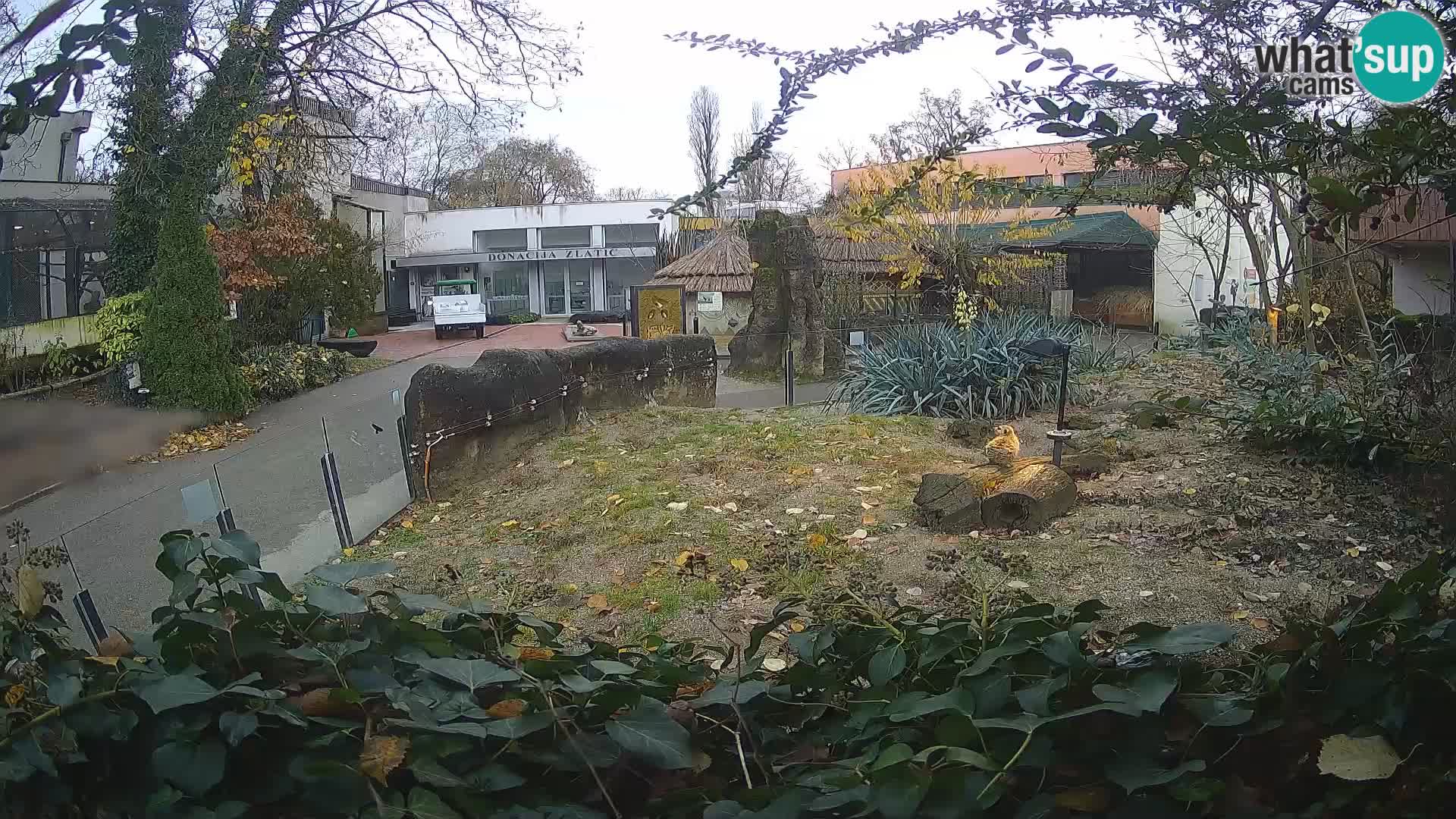 Zoo Zagreb – Merkat