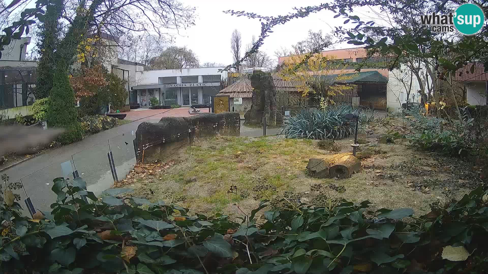 Zoo Zagreb – Erdmännchen