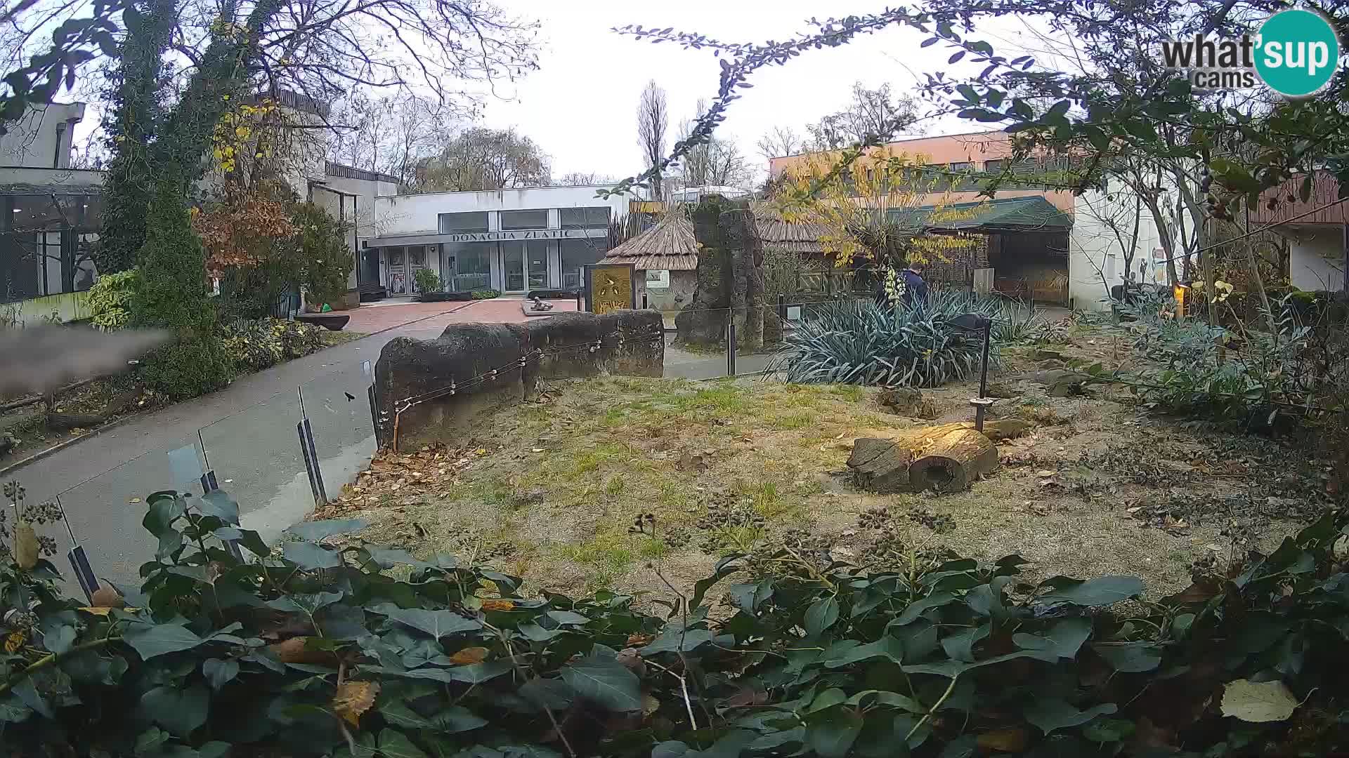 Zoo Zagreb – Suricata