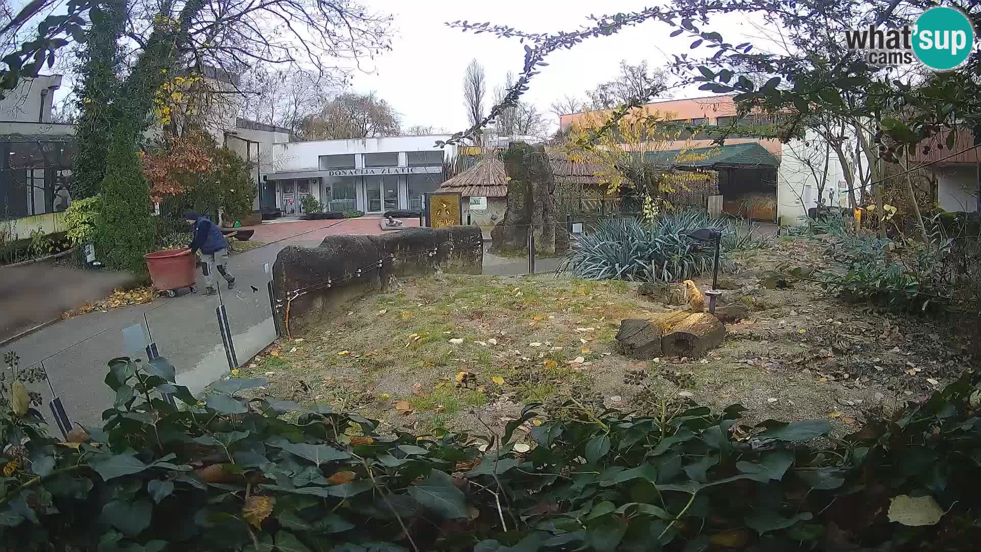 Zoo Zagreb – Merkat