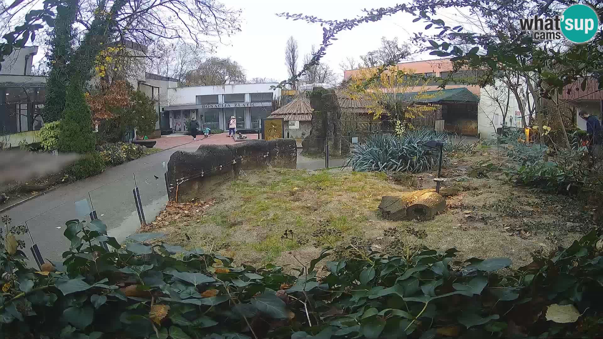 Zoo Zagreb – Merkat