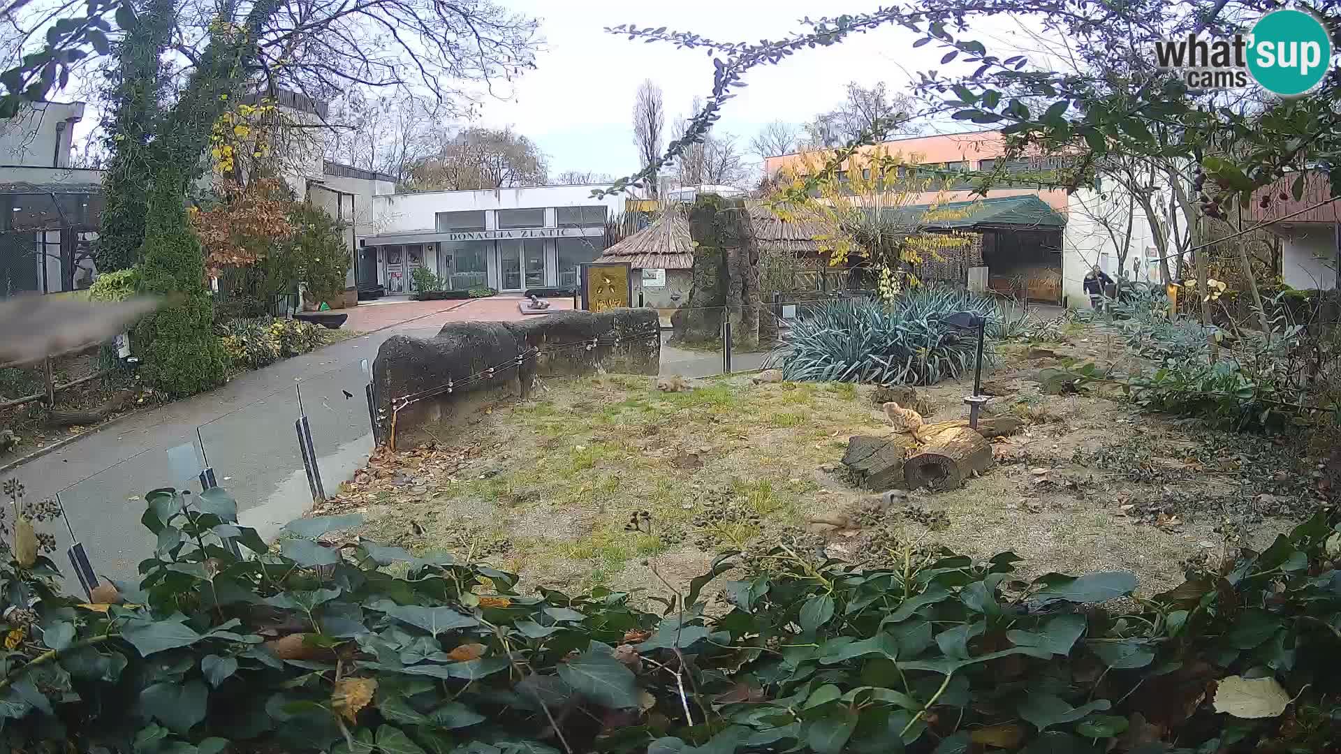 Zoo Zagreb – Suricata