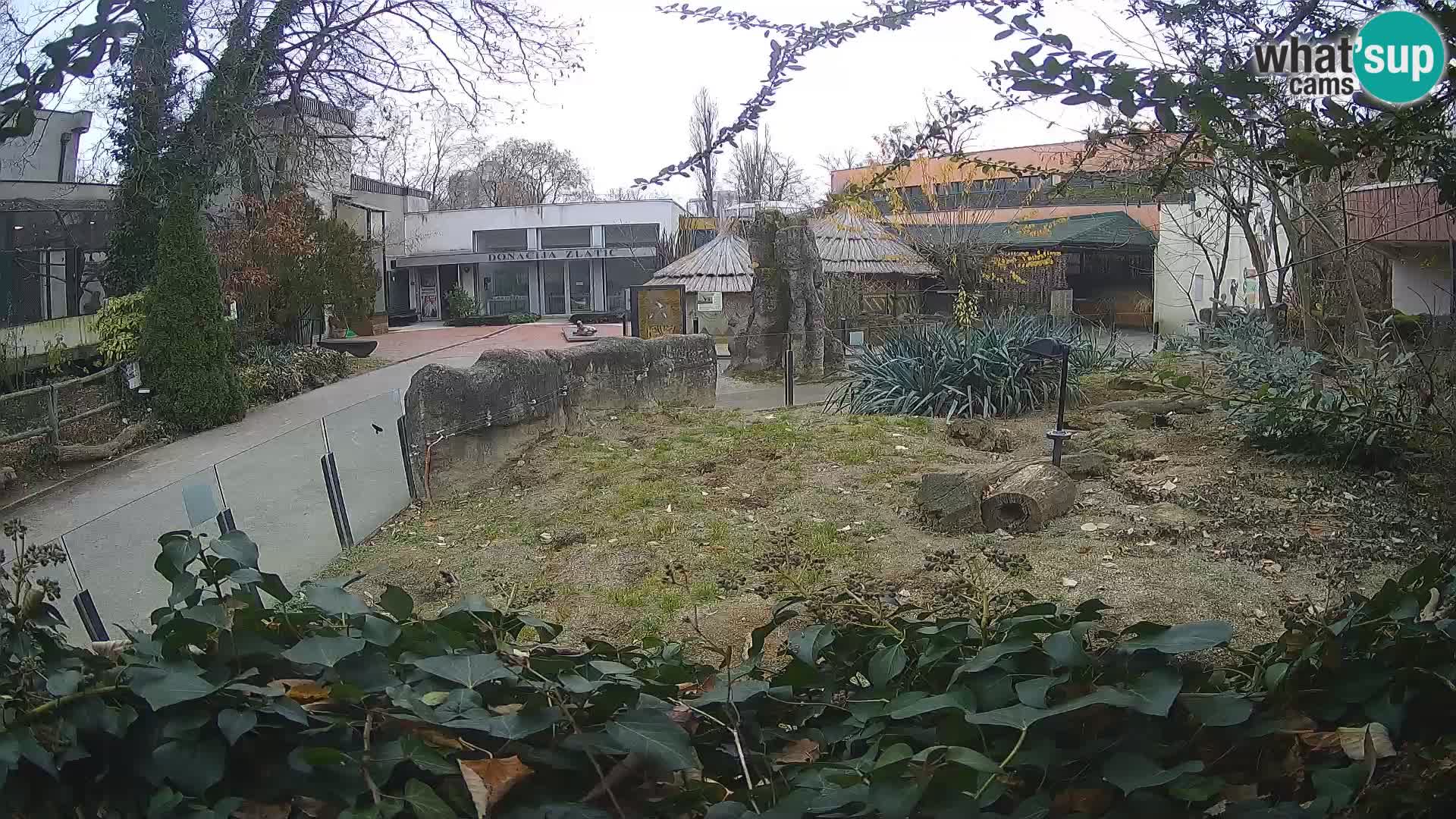 Zoo Zagreb – Surikate