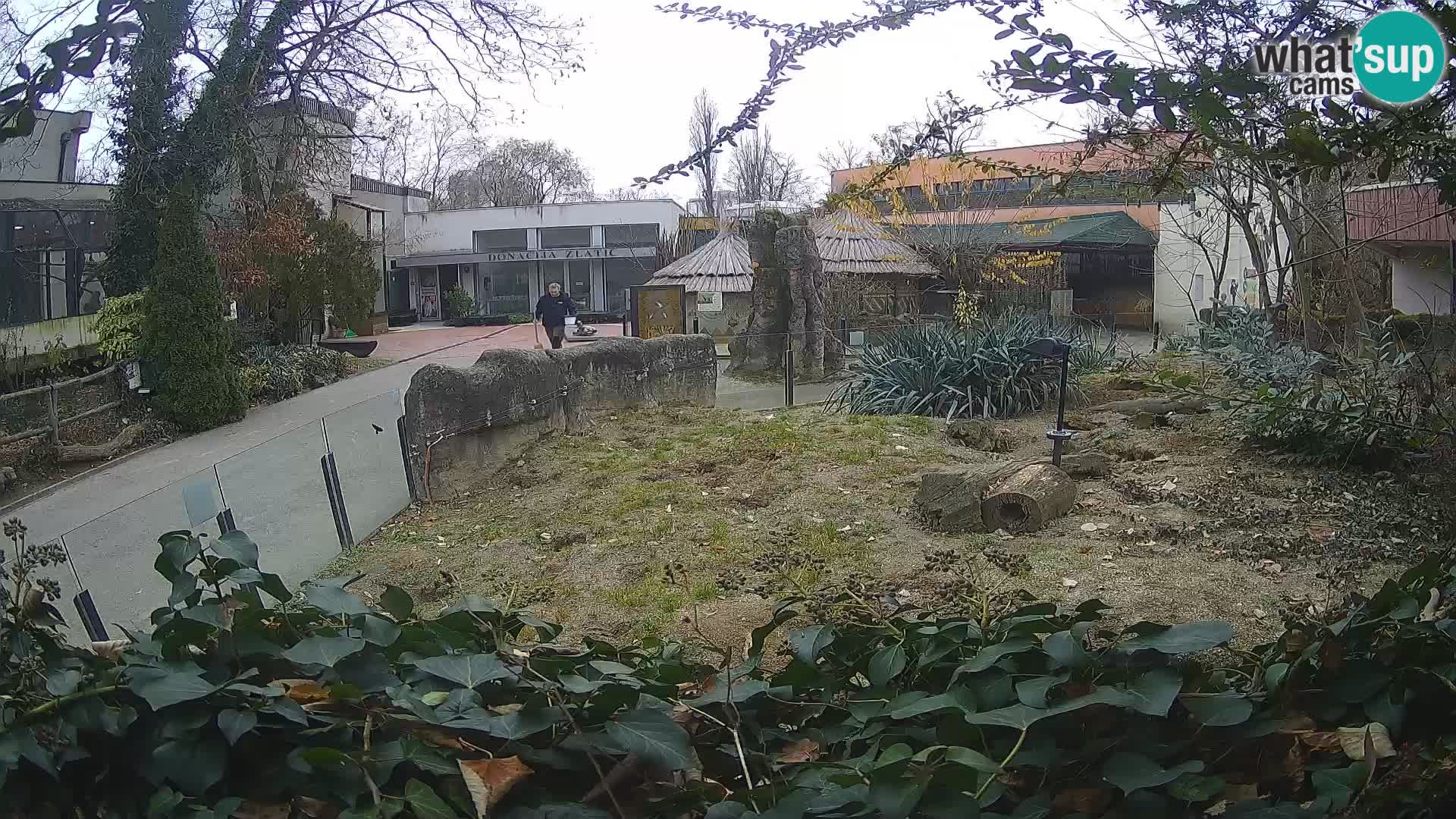 Zoo Zagreb – Suricata