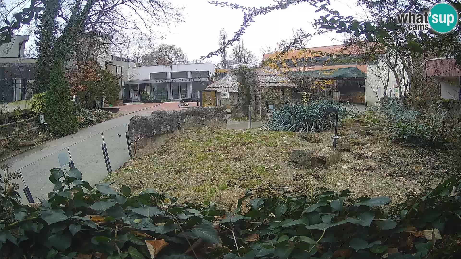 Zoo Zagreb – Merkat