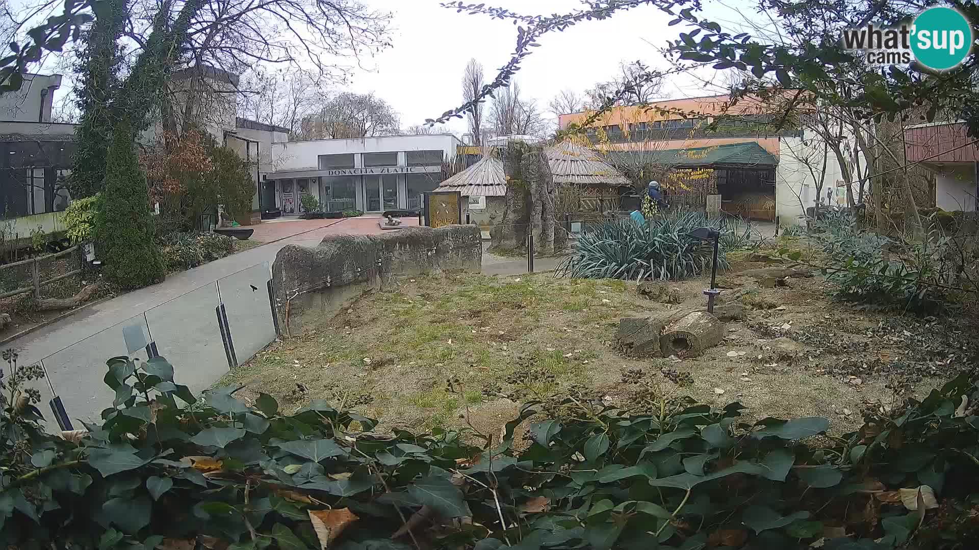 Zoo Zagreb – Suricata