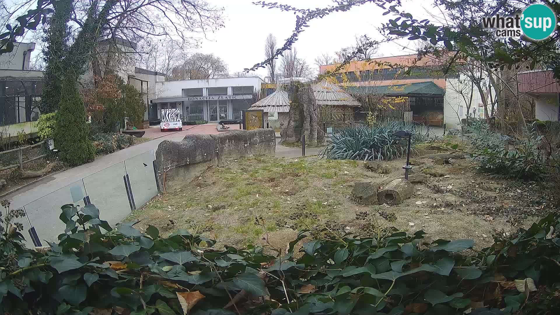 Zoo Zagreb – Suricata