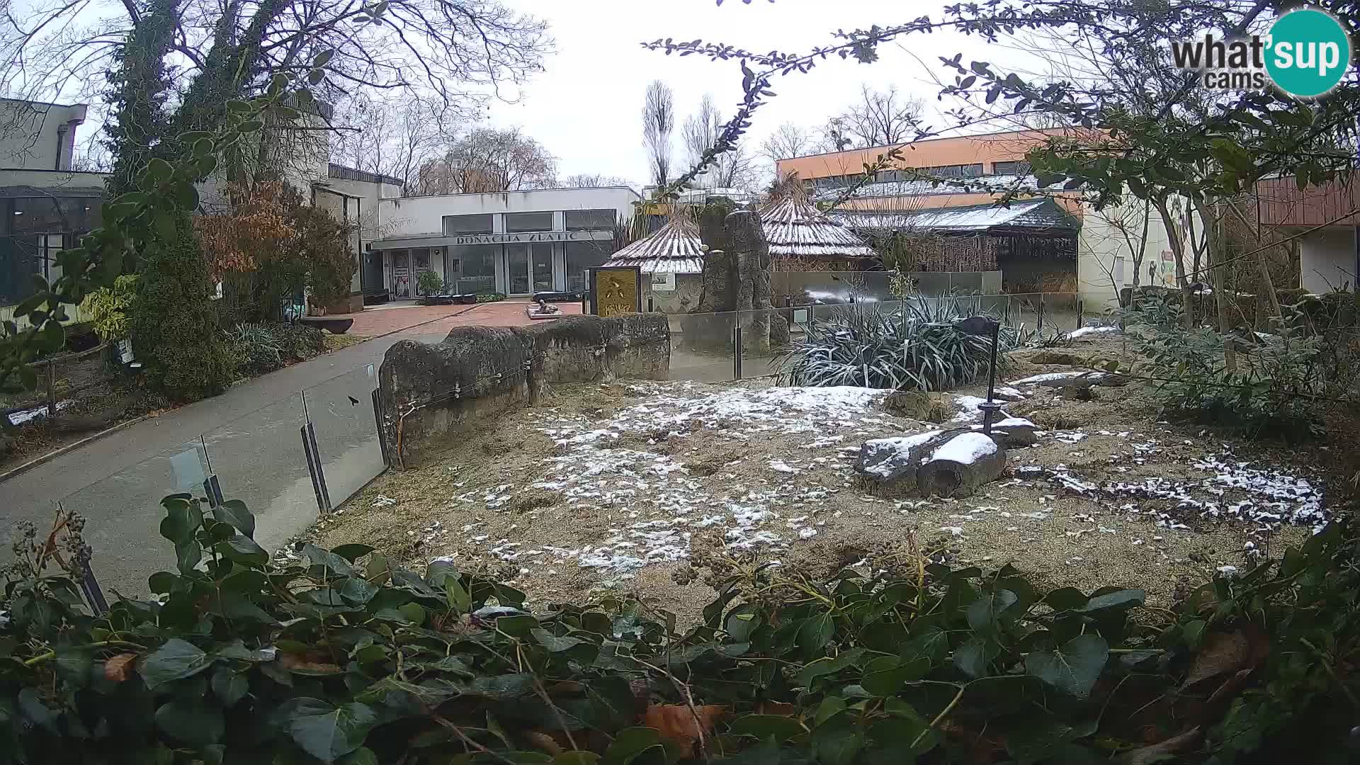 Zoo Zagreb – Erdmännchen