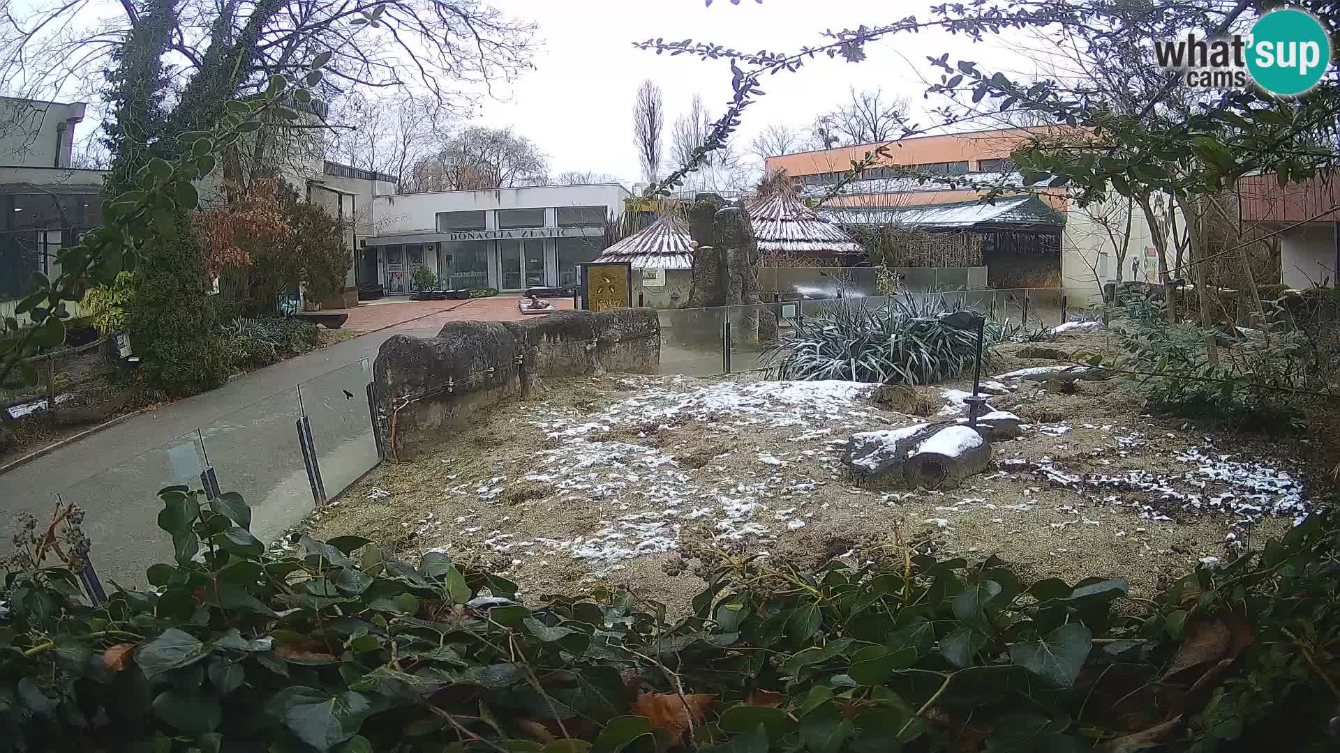 Zoo Zagreb – Merkat