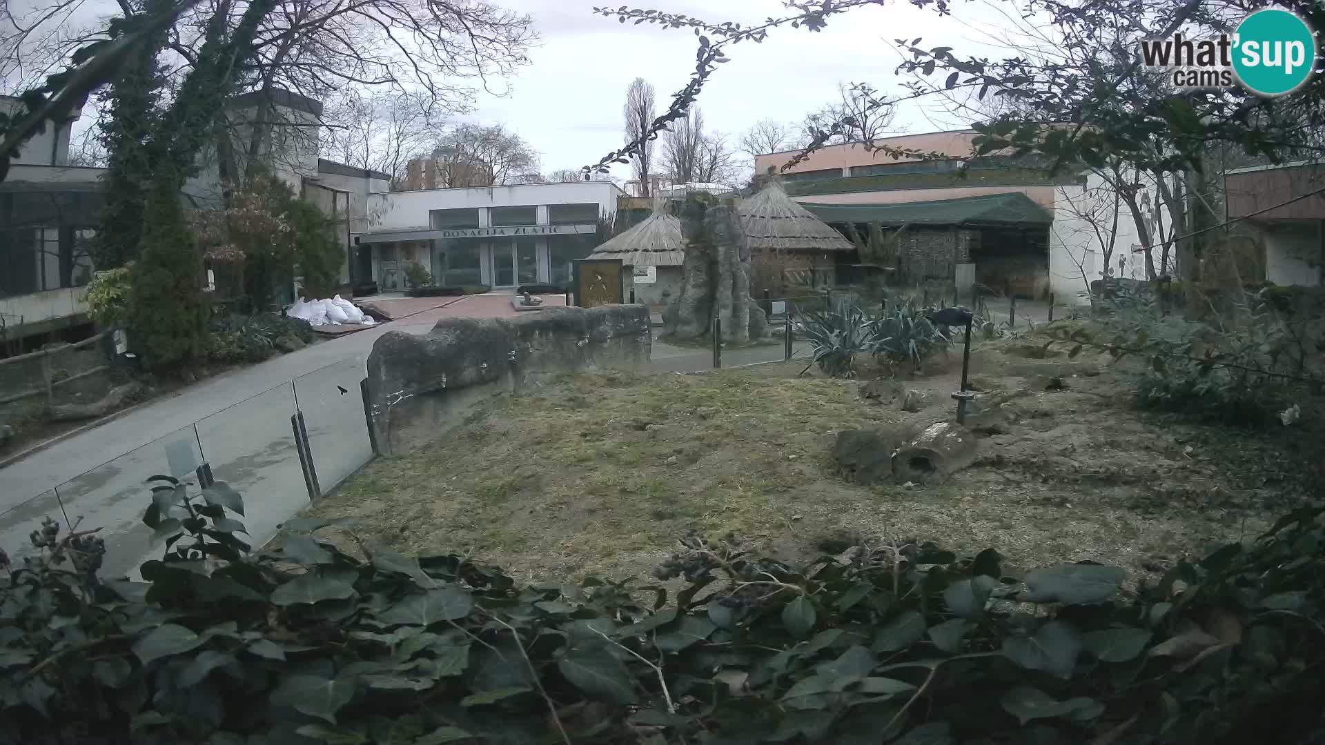 Zoo Zagreb – Erdmännchen