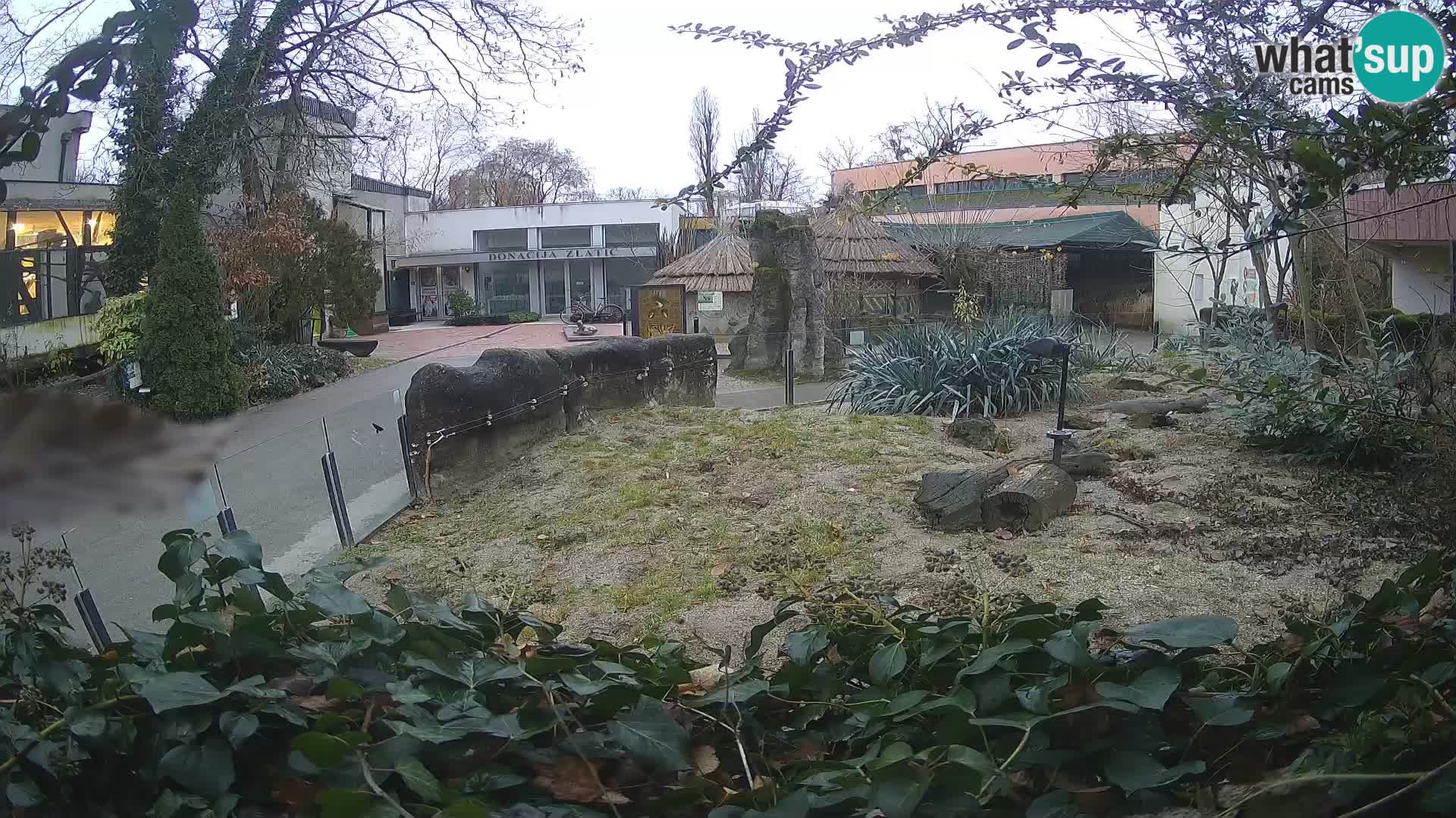 Zoo Zagreb – Merkat