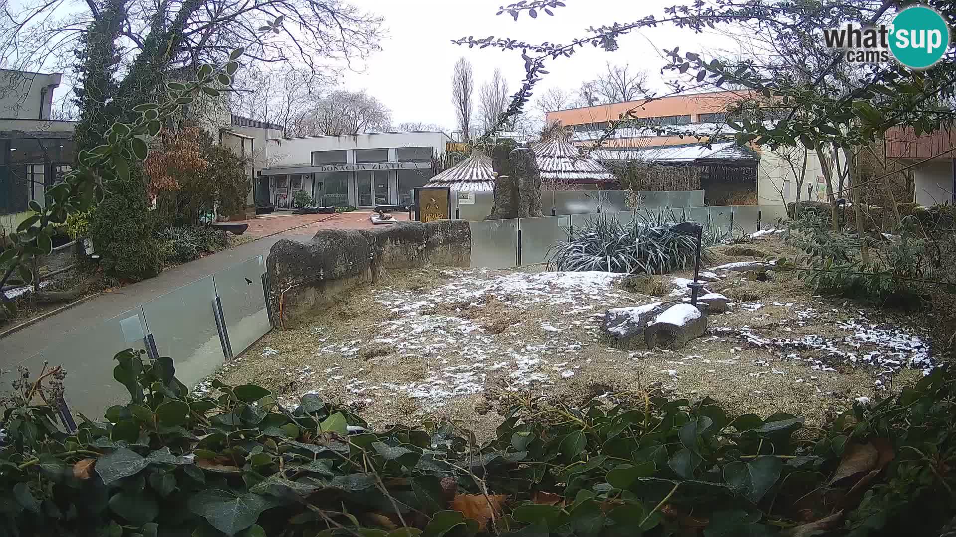 Zoo Zagreb – Meerkat (Suricate)