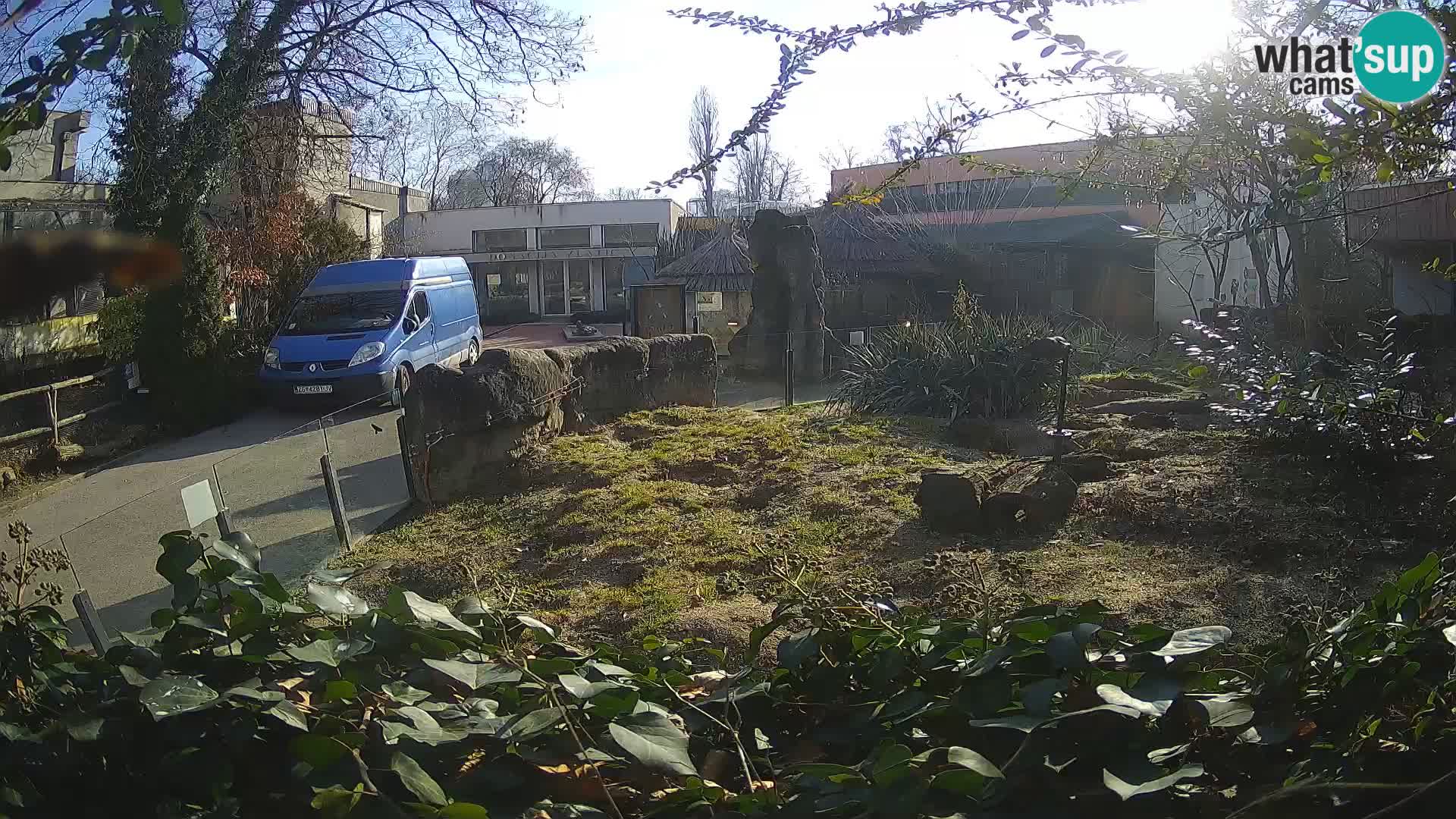 Zoo Zagreb – Suricata