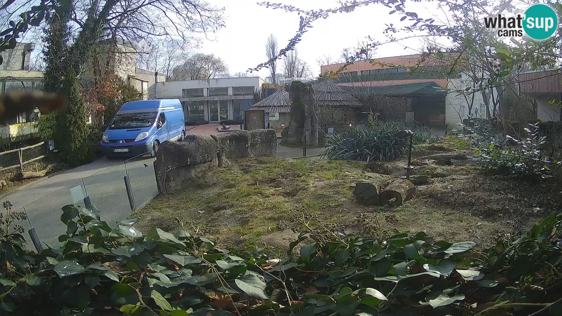 Zoo Zagreb – Suricata