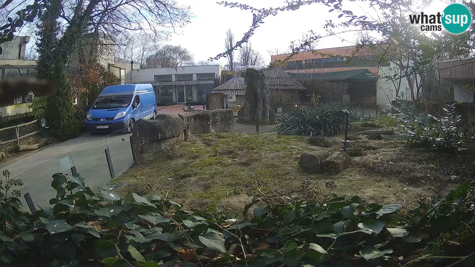 Zoo Zagreb – Surikate