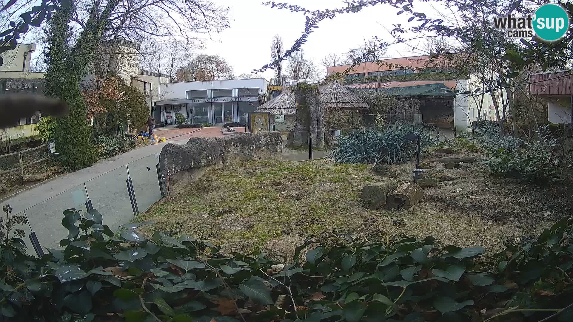 Zoo Zagreb – Surikate