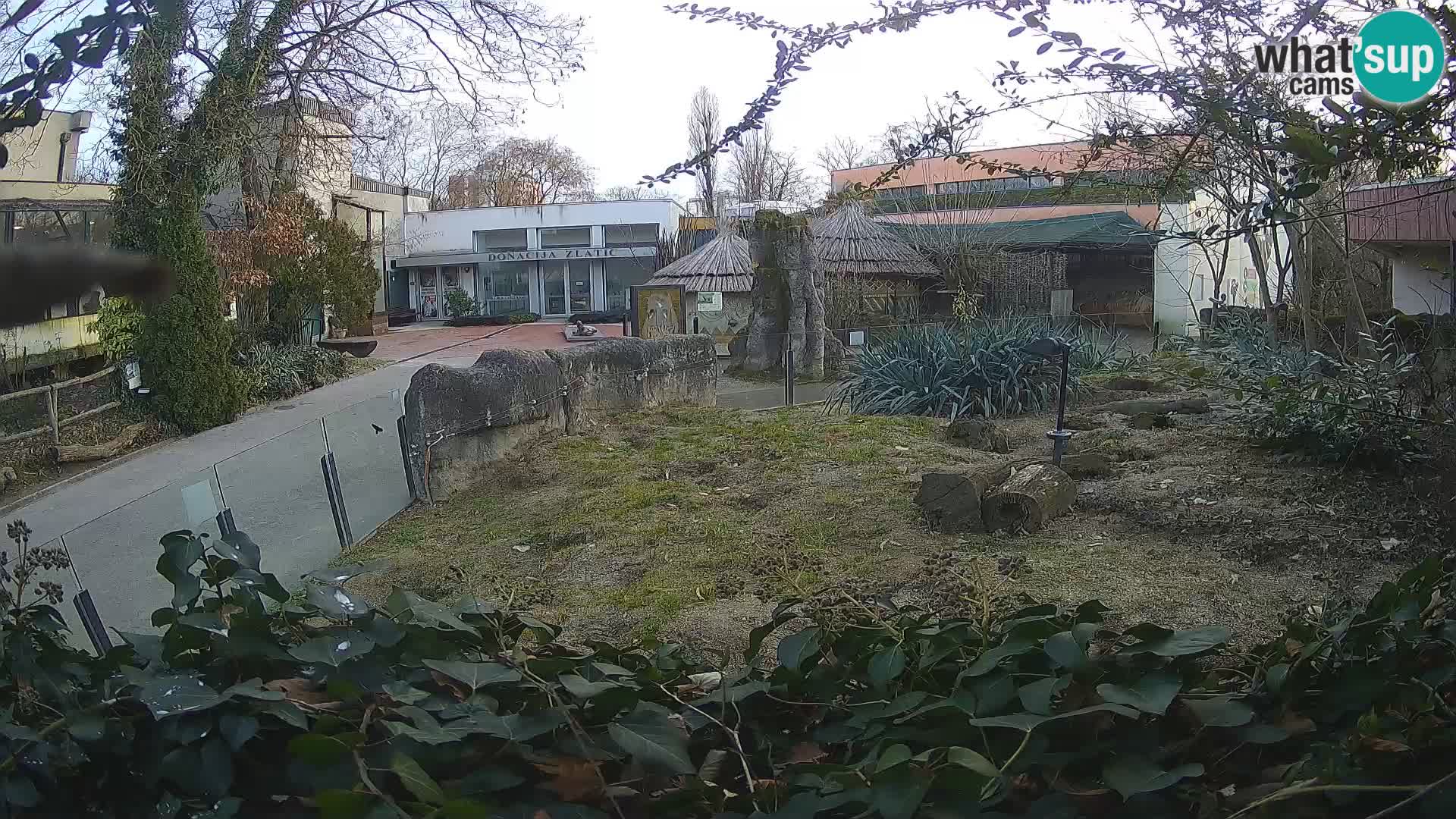 Zoo Zagreb – Surikate