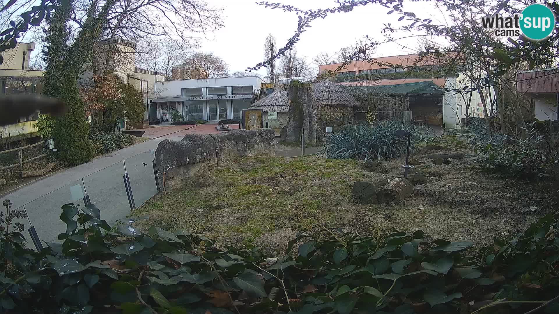 Zoo Zagreb – Suricata