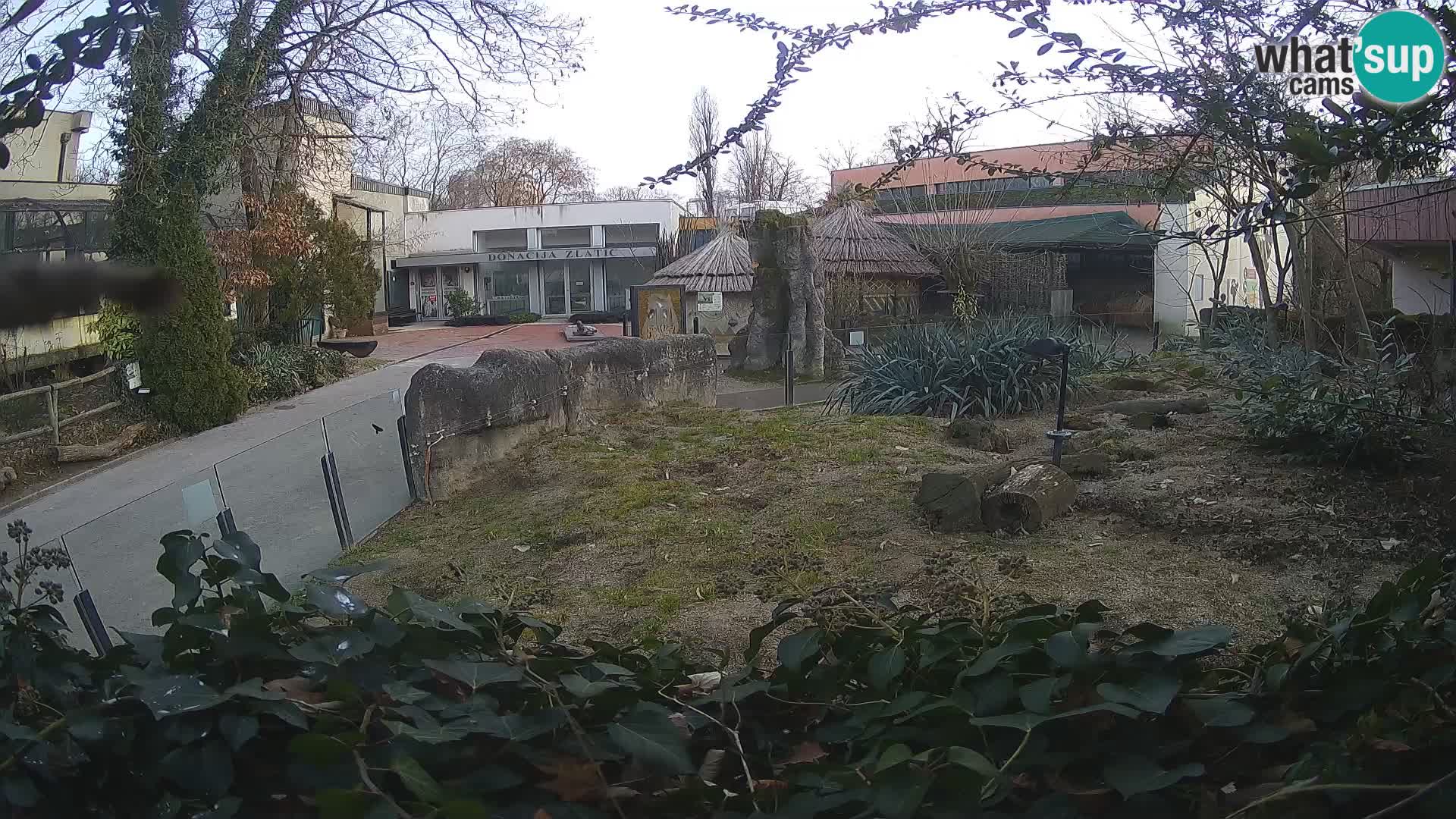 Zoo Zagreb – Suricata