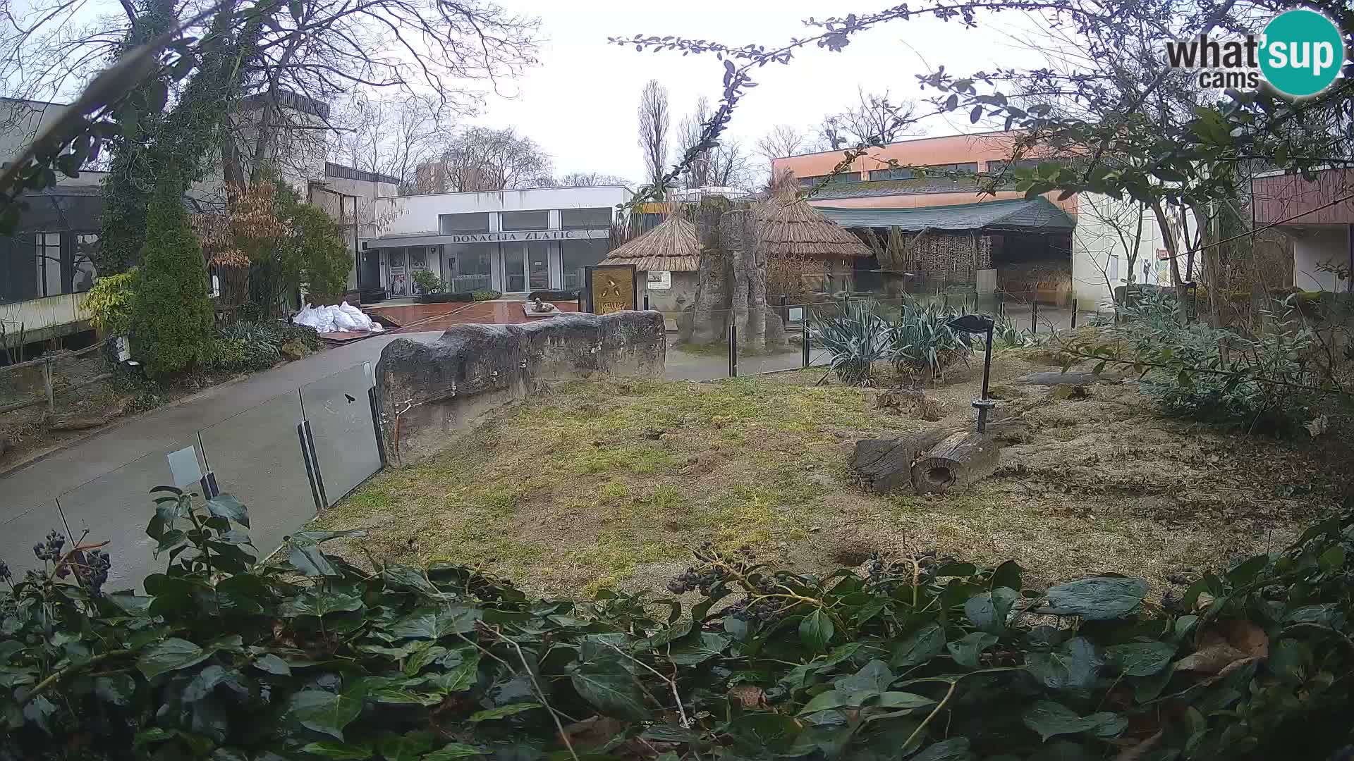 Zoo Zagreb – Merkat