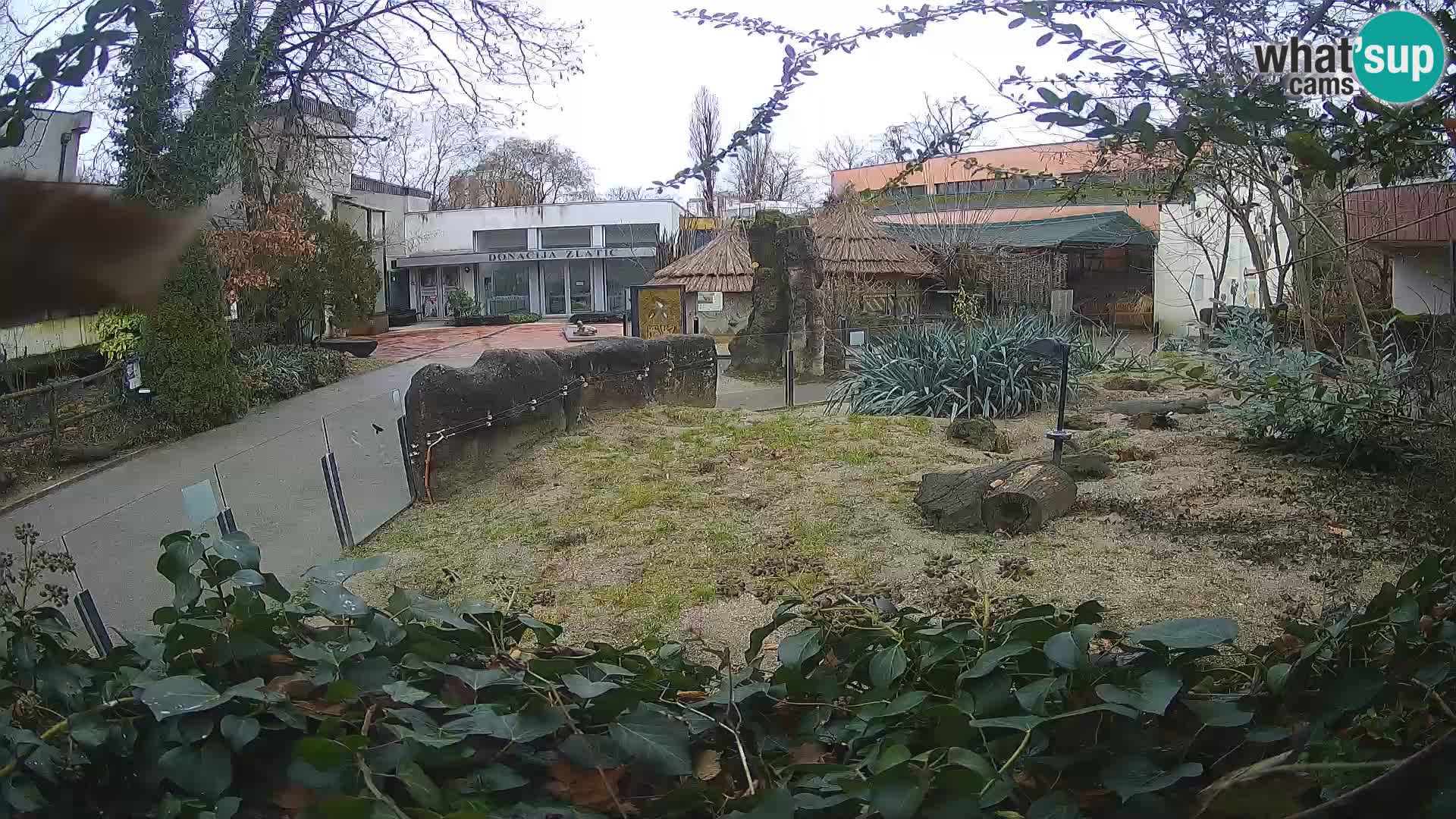 Zoo Zagreb – Merkat