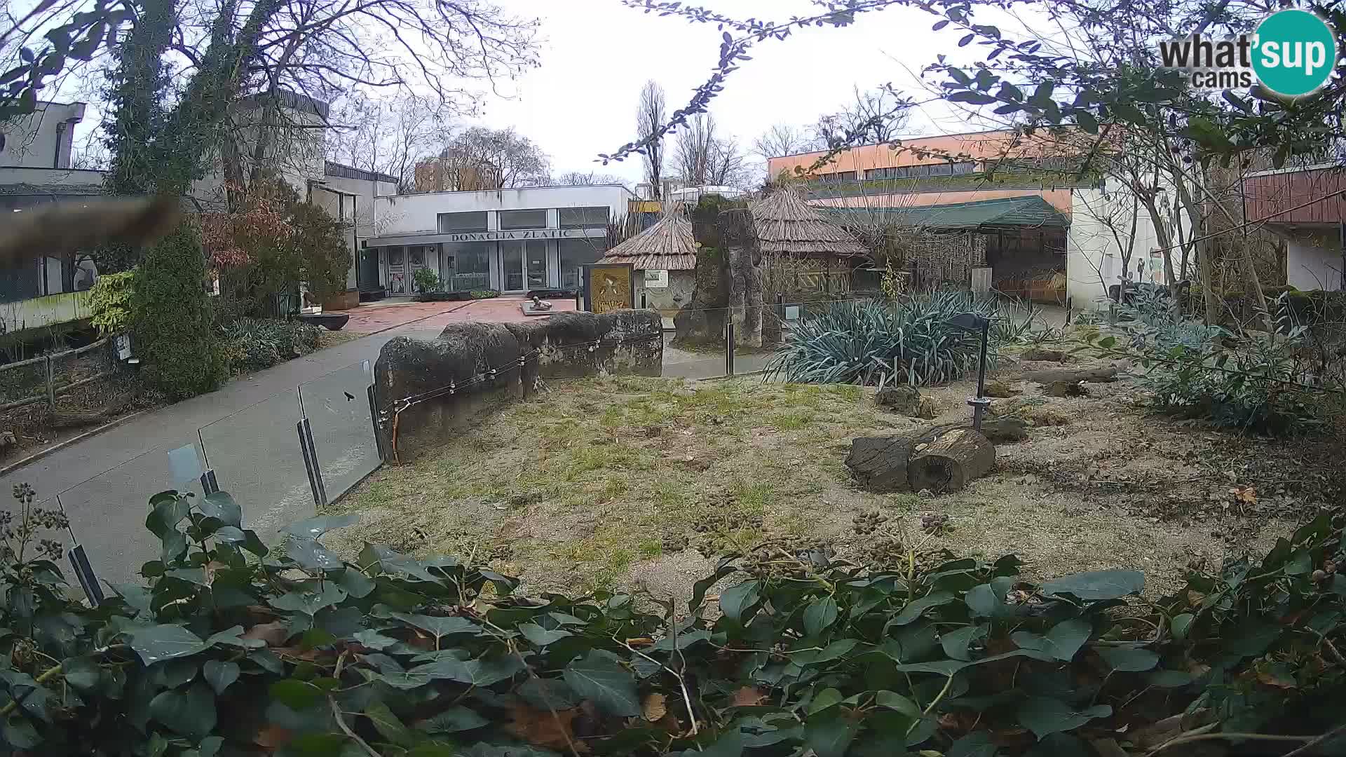 Zoo Zagreb – Suricata