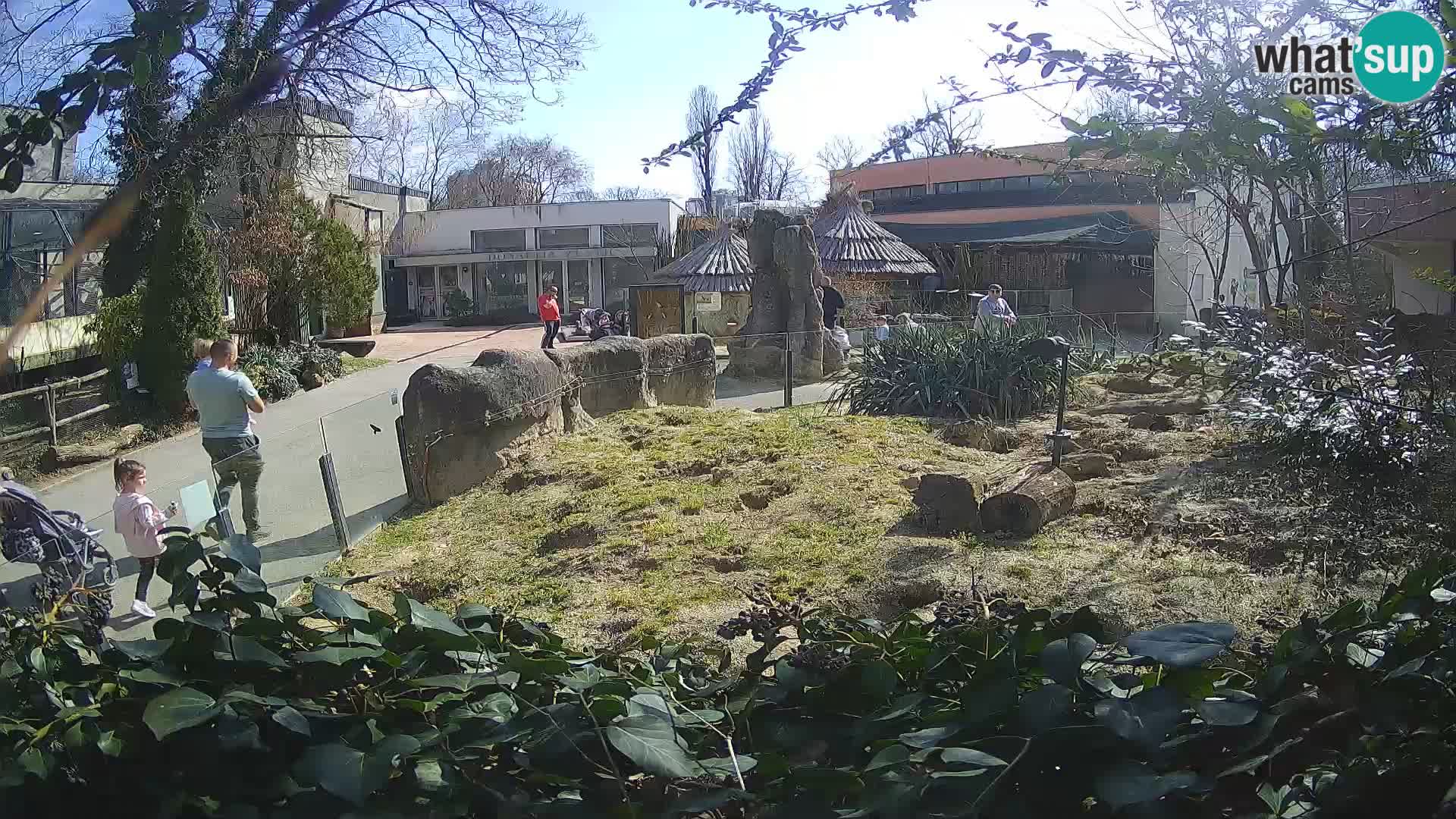 Zoo Zagreb – Suricate