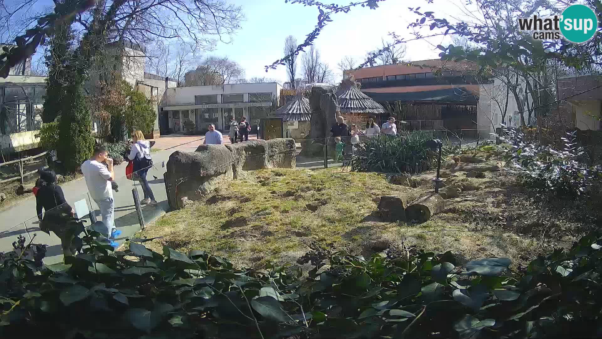 Zoo Zagreb – Meerkat (Suricate)