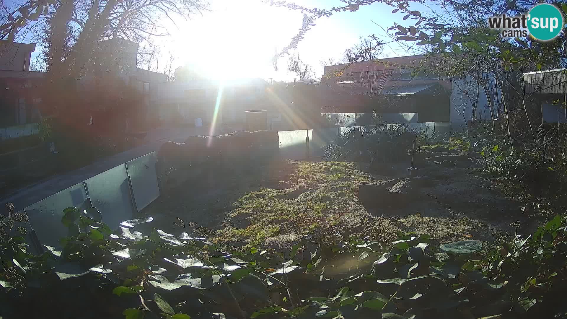 Zoo Zagreb – Suricate