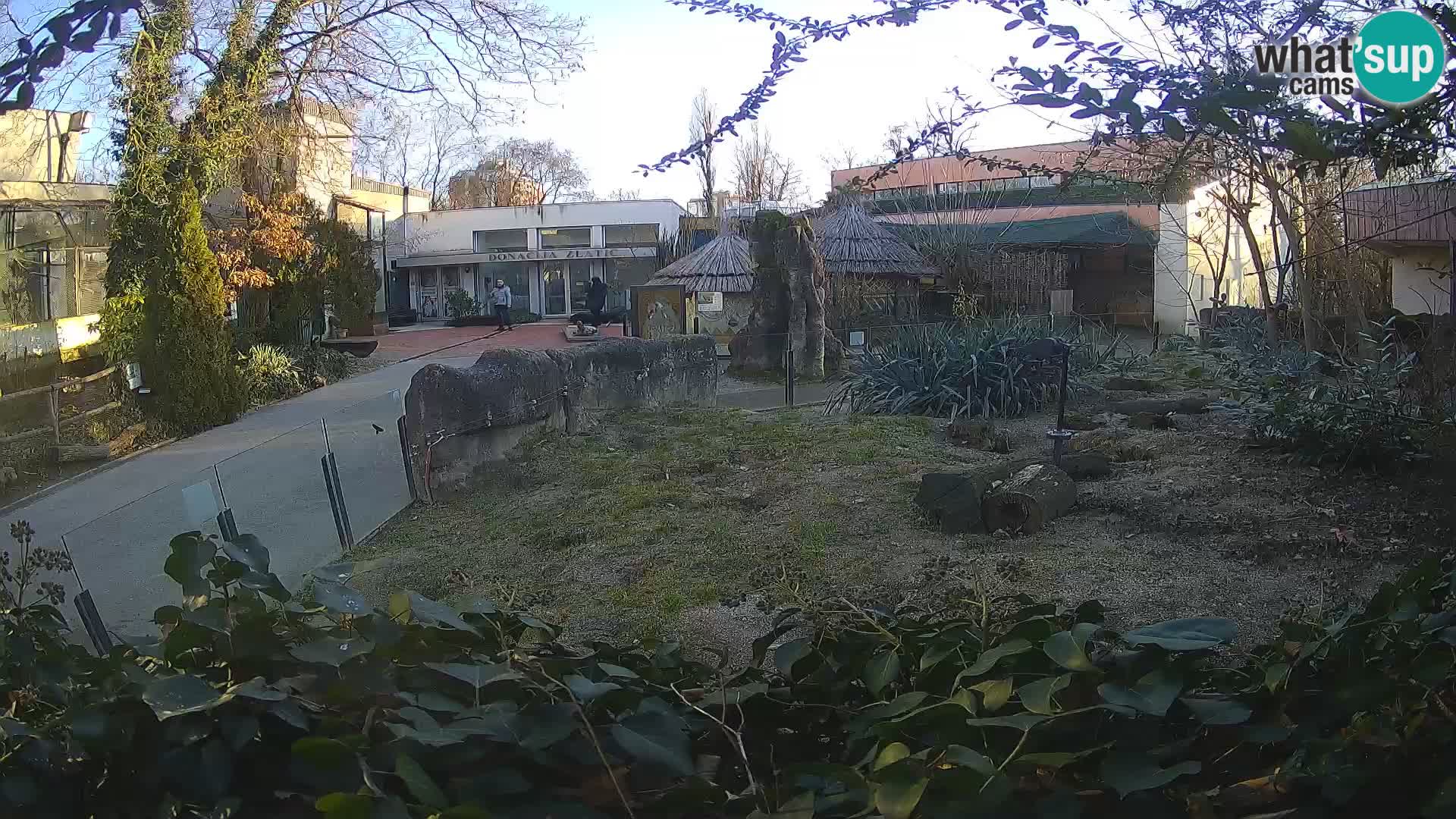 Zoo Zagreb – Meerkat (Suricate)