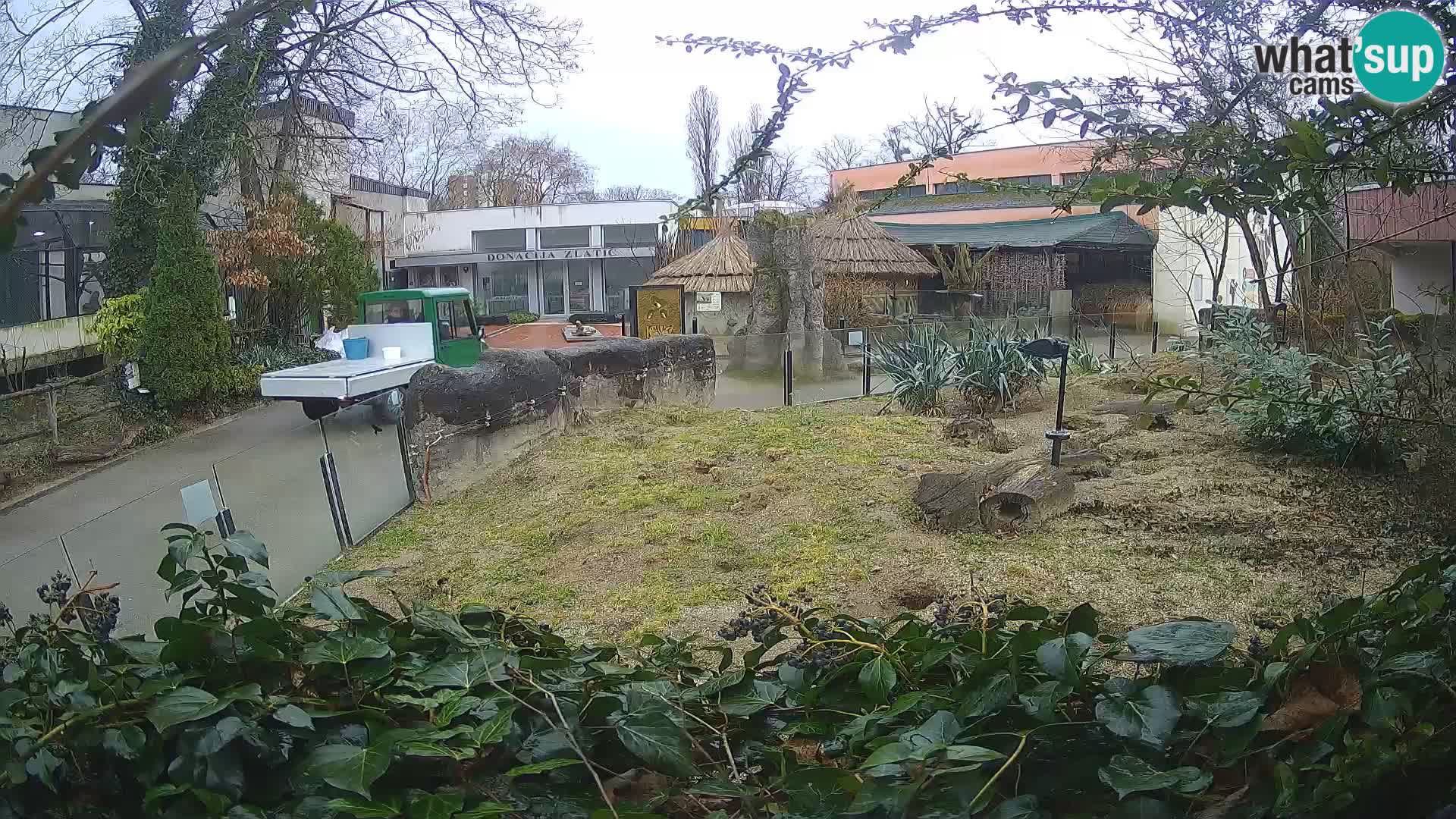 Zoo Zagreb – Erdmännchen