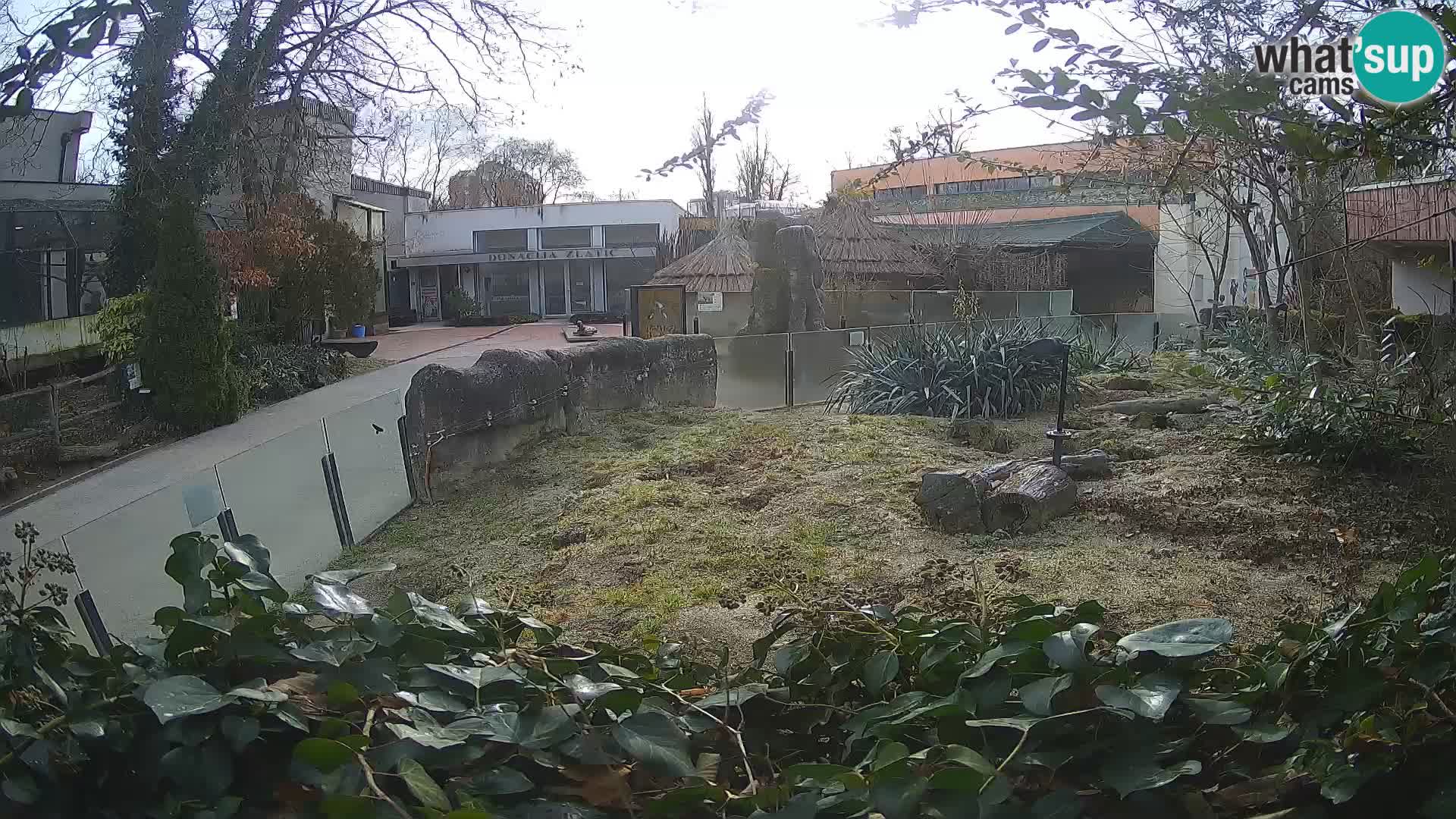 Zoo Zagreb – Merkat