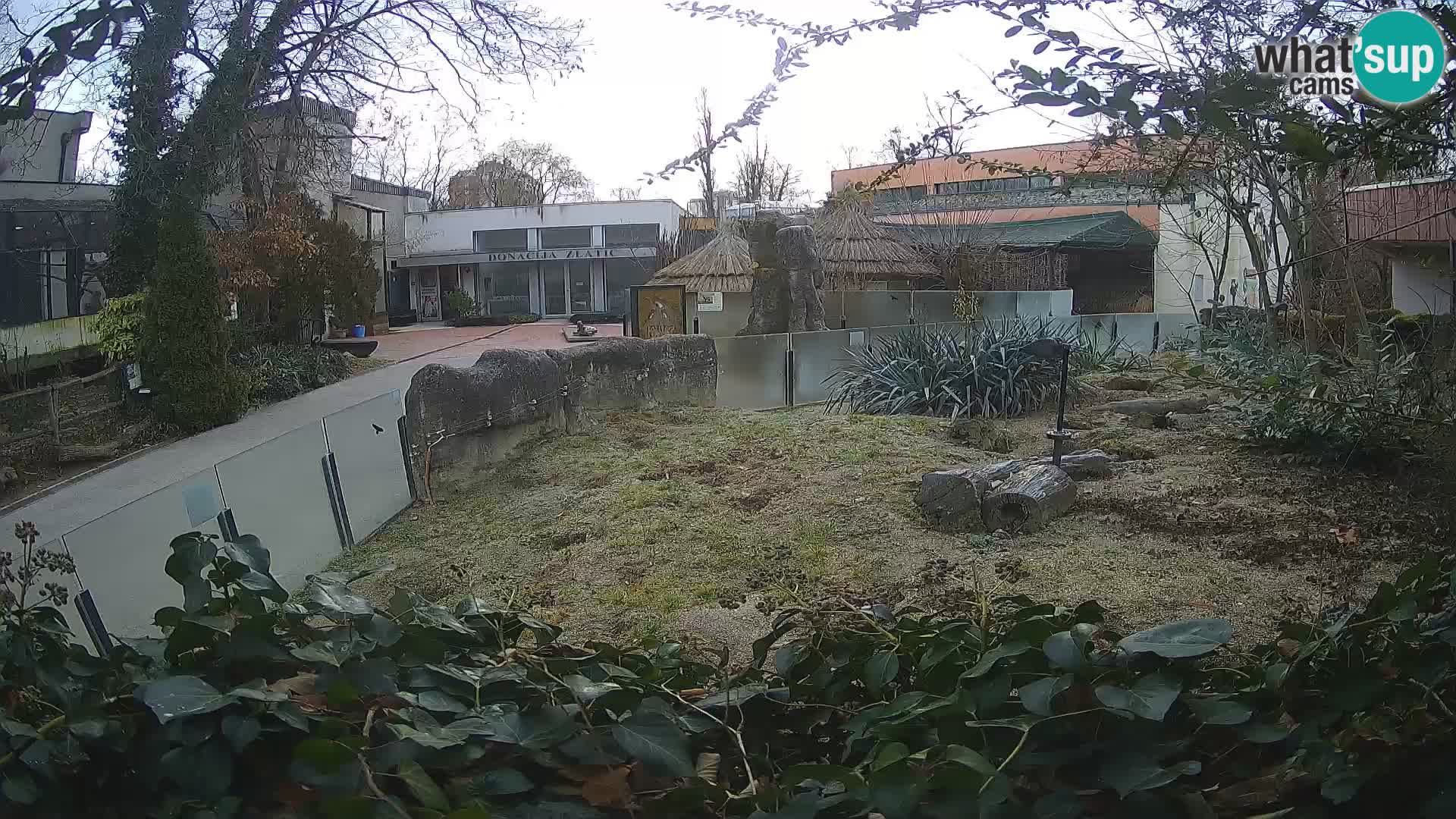 Zoo Zagreb – Suricata