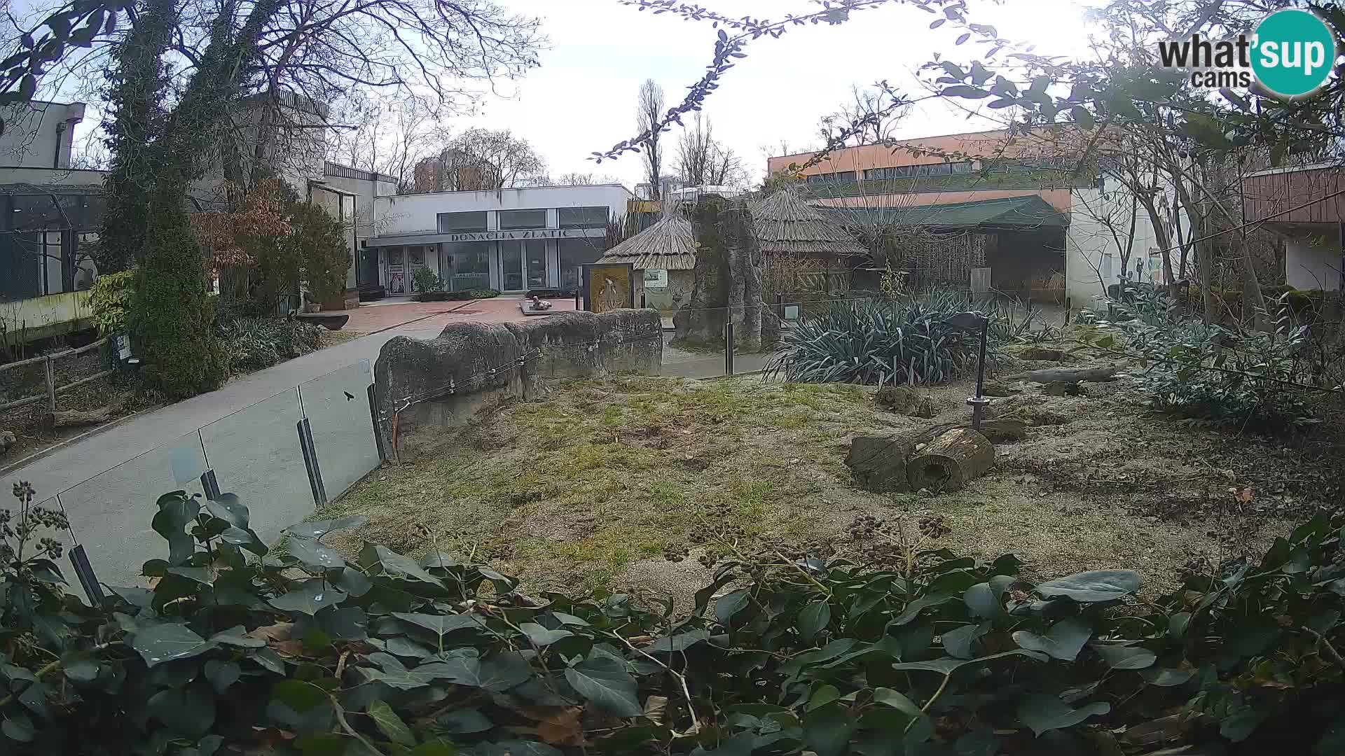 Zoo Zagreb – Suricata