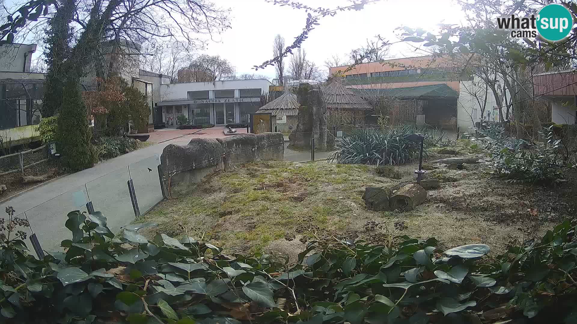 Zoo Zagreb – Meerkat (Suricate)