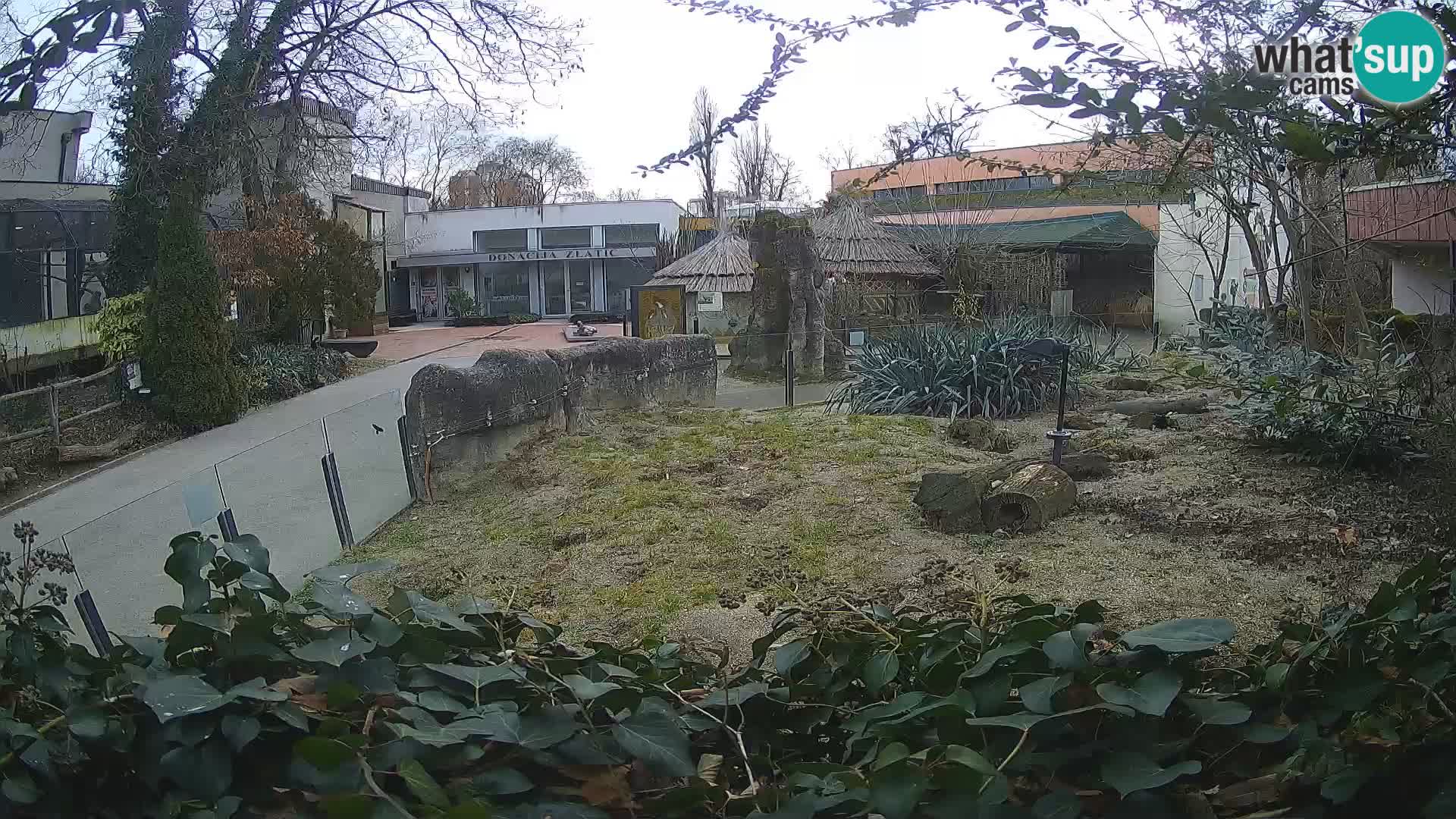 Zoo Zagreb – Meerkat (Suricate)