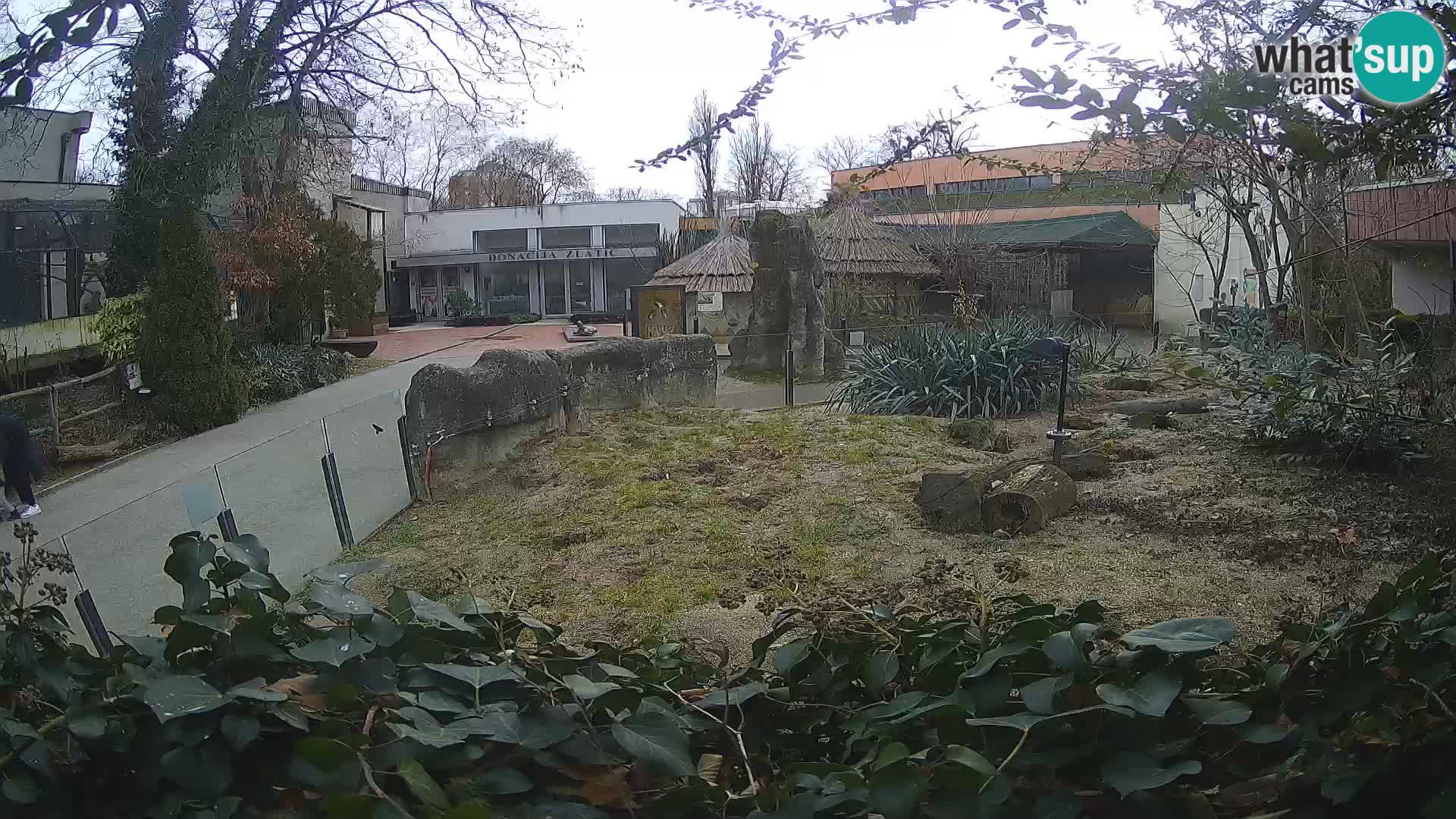 Zoo Zagreb – Merkat