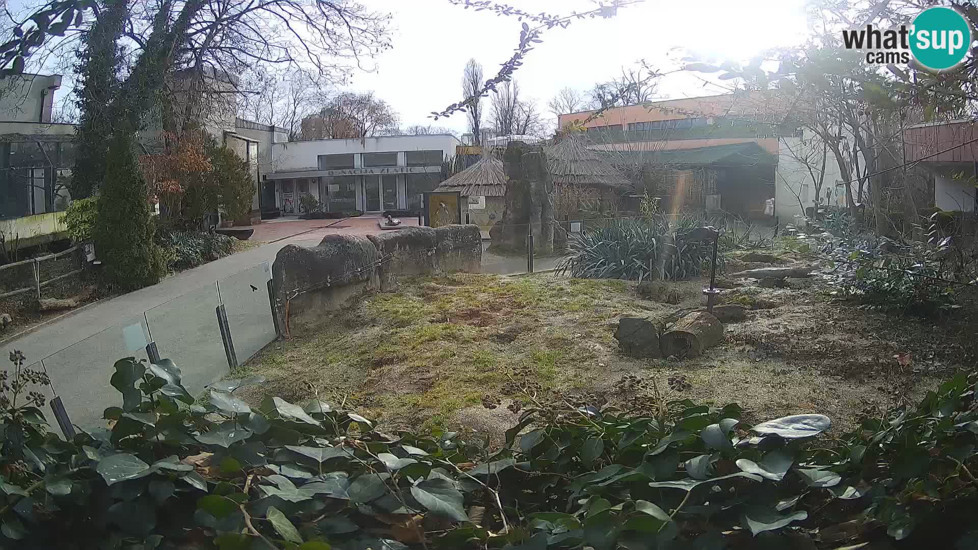 Zoo Zagreb – Meerkat (Suricate)