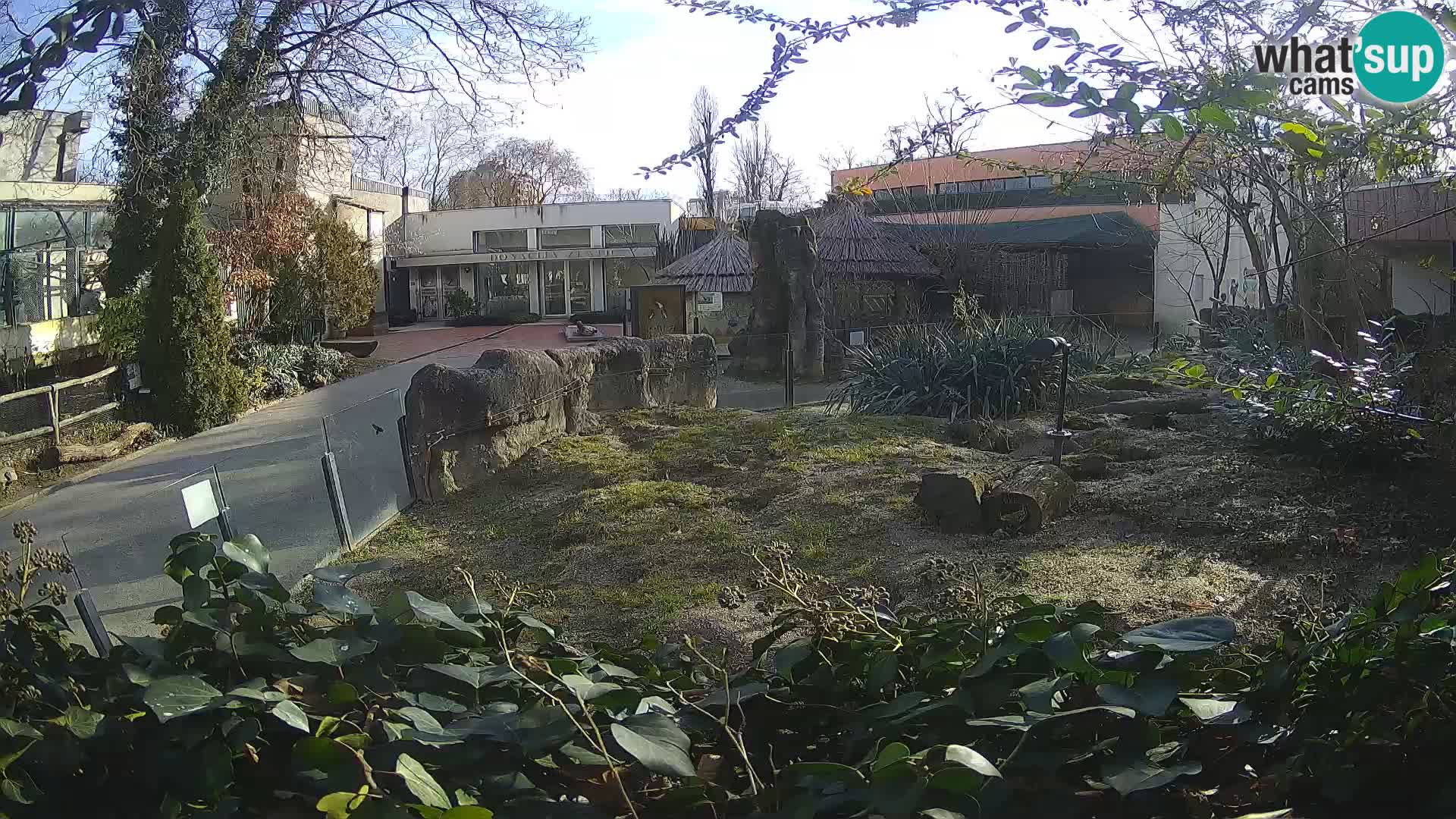 Zoo Zagreb – Merkat