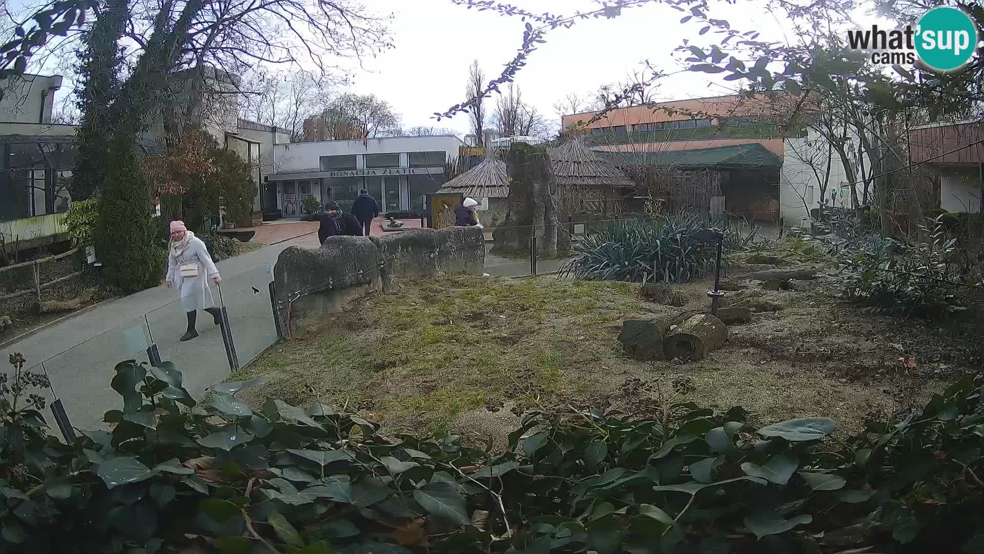 Zoo Zagreb – Meerkat (Suricate)