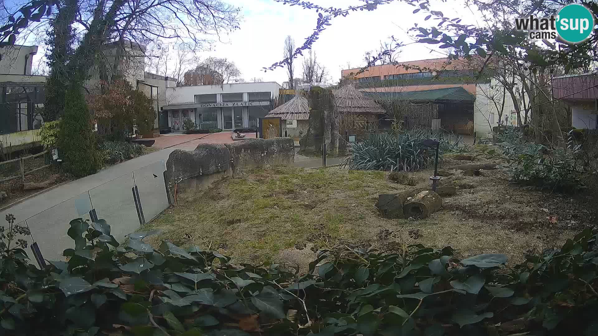 Zoo Zagreb – Meerkat (Suricate)