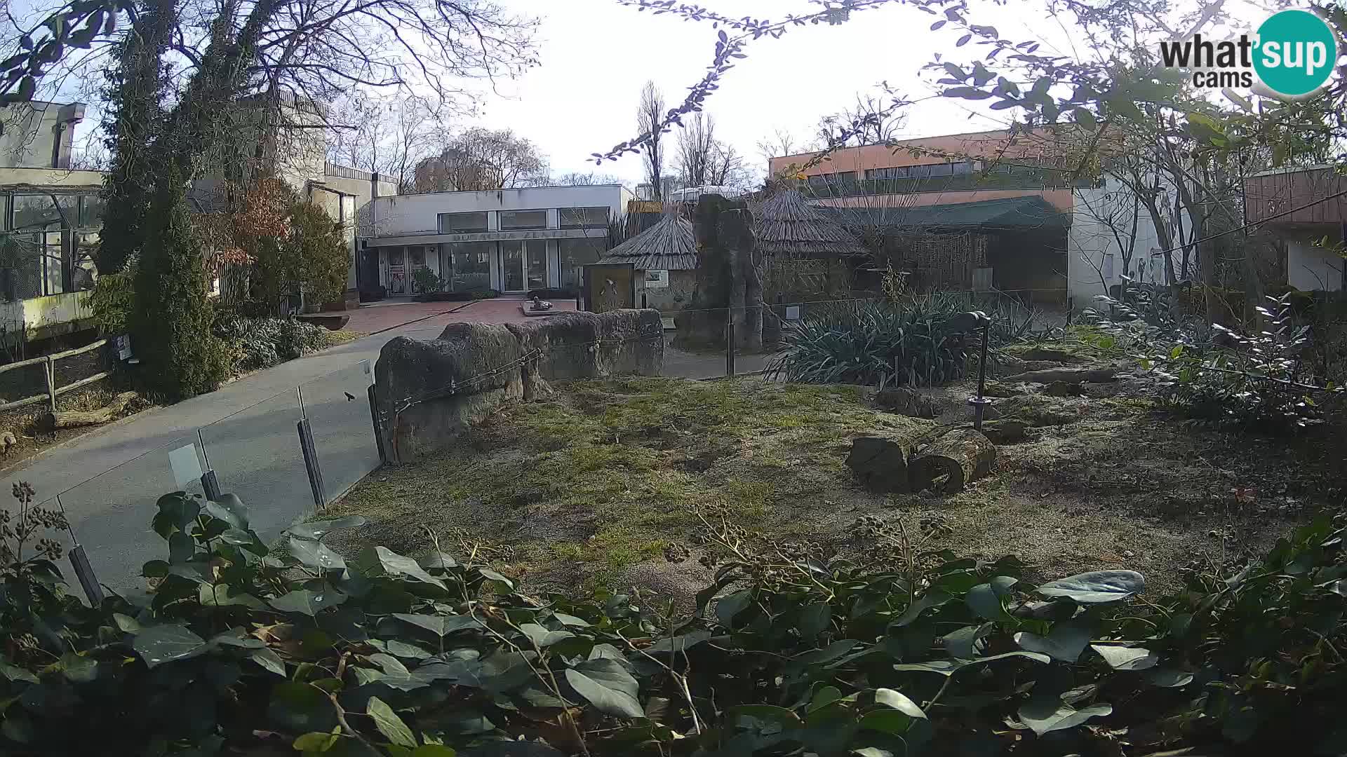 Zoo Zagreb – Meerkat (Suricate)