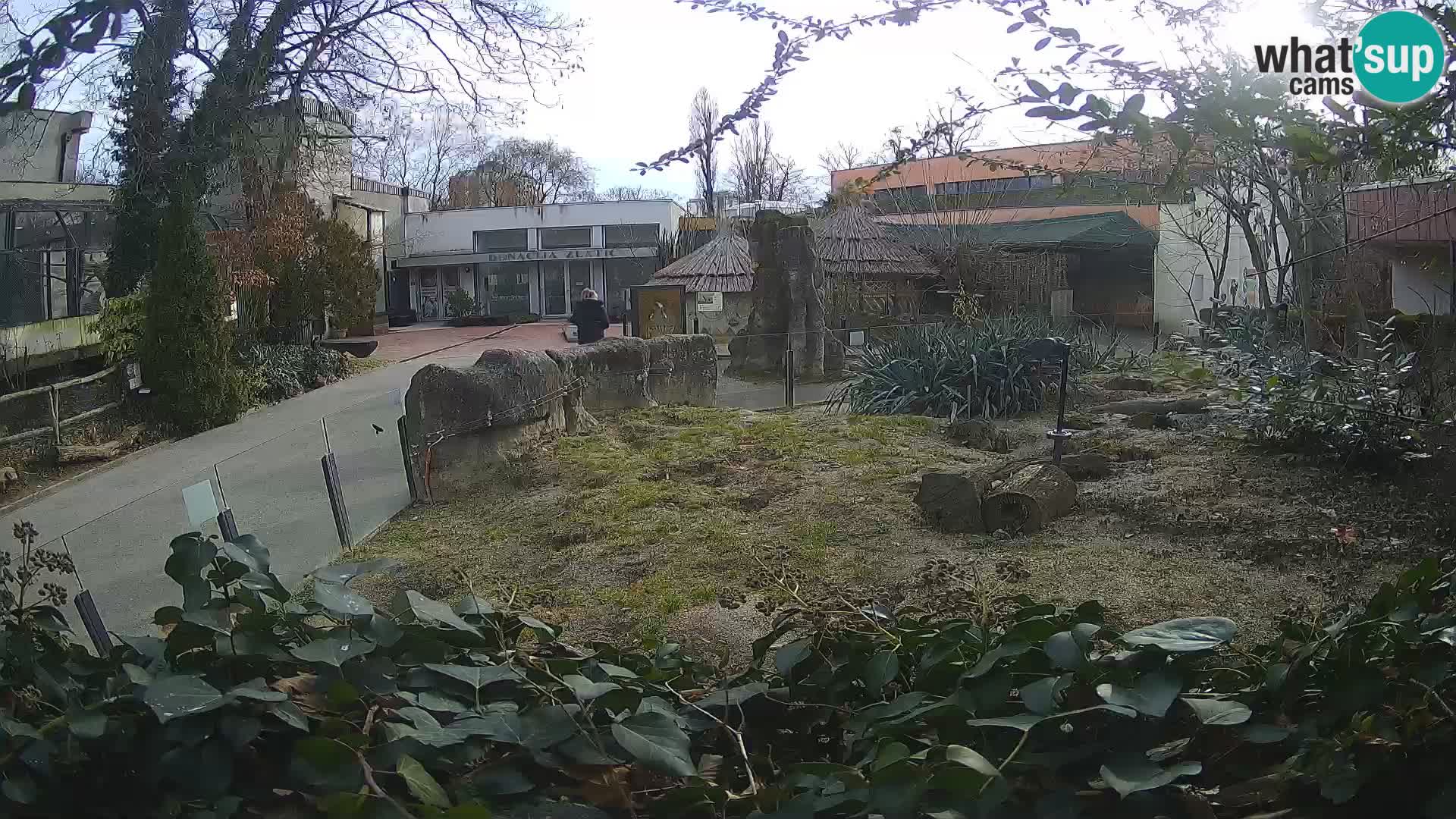 Zoo Zagreb – Erdmännchen