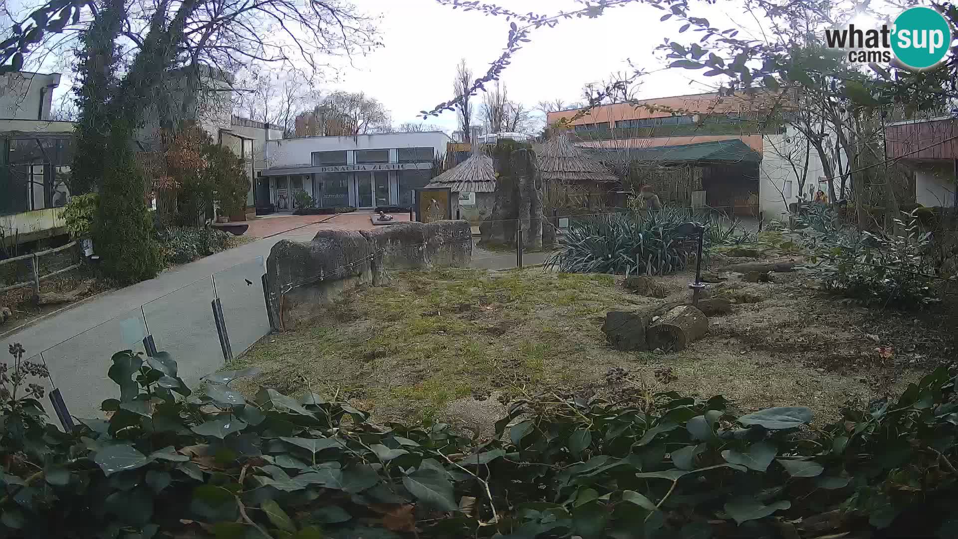 Zoo Zagreb – Merkat