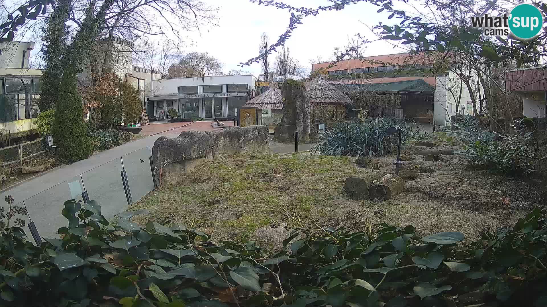 Zoo Zagreb – Suricata