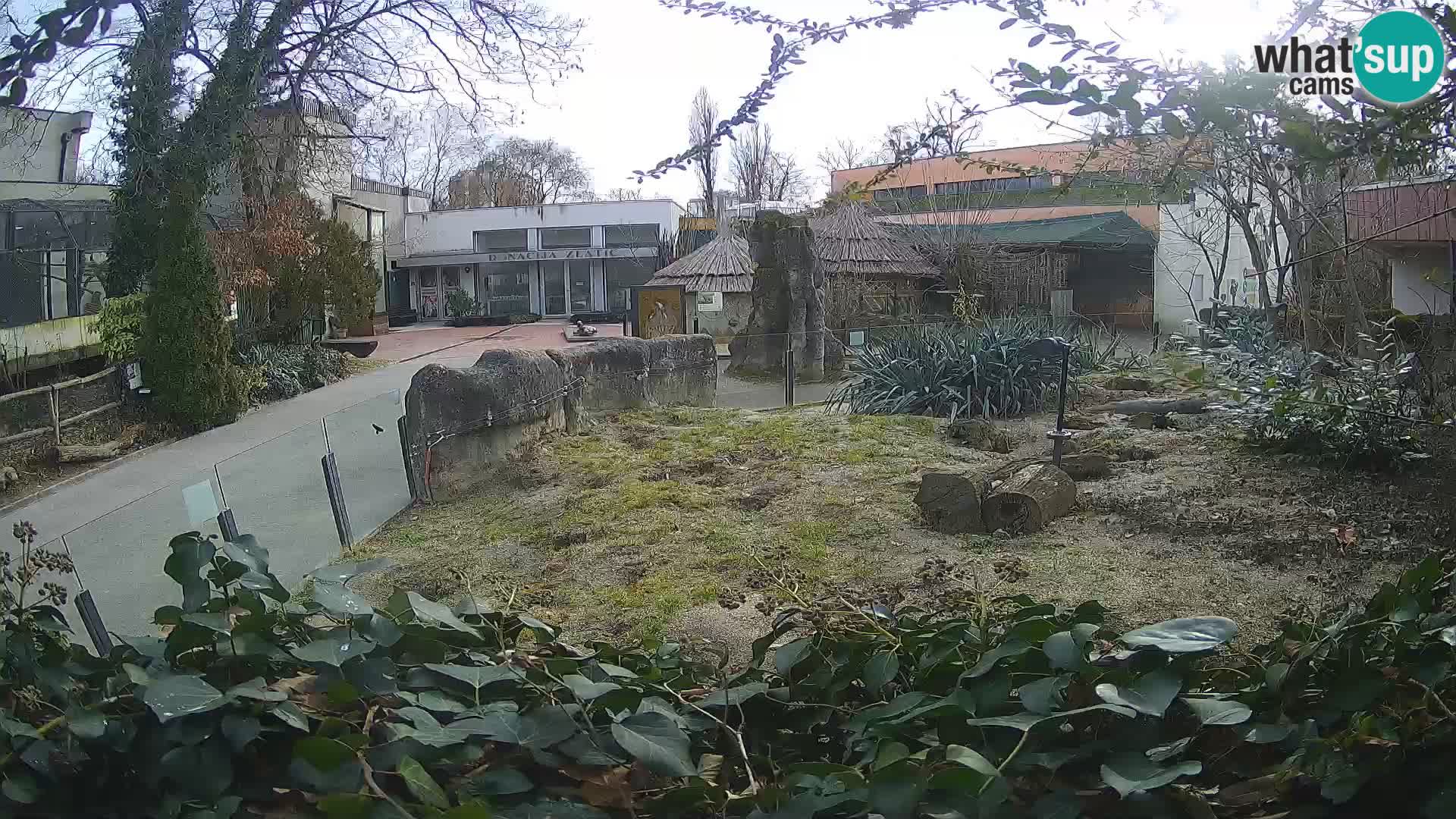 Zoo Zagreb – Suricata